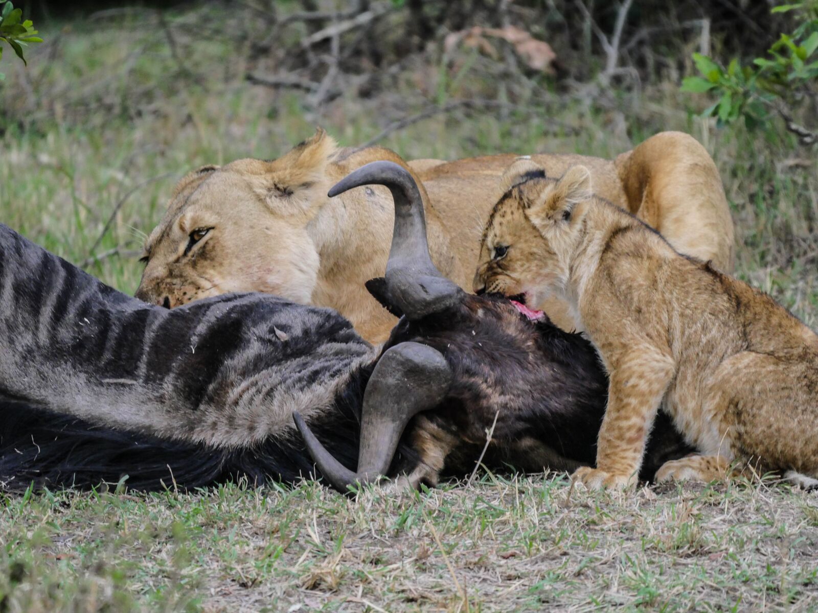 Panasonic Lumix DMC-GX8 + LEICA DG 100-400/F4.0-6.3 sample photo. Lion, prey, gnu photography