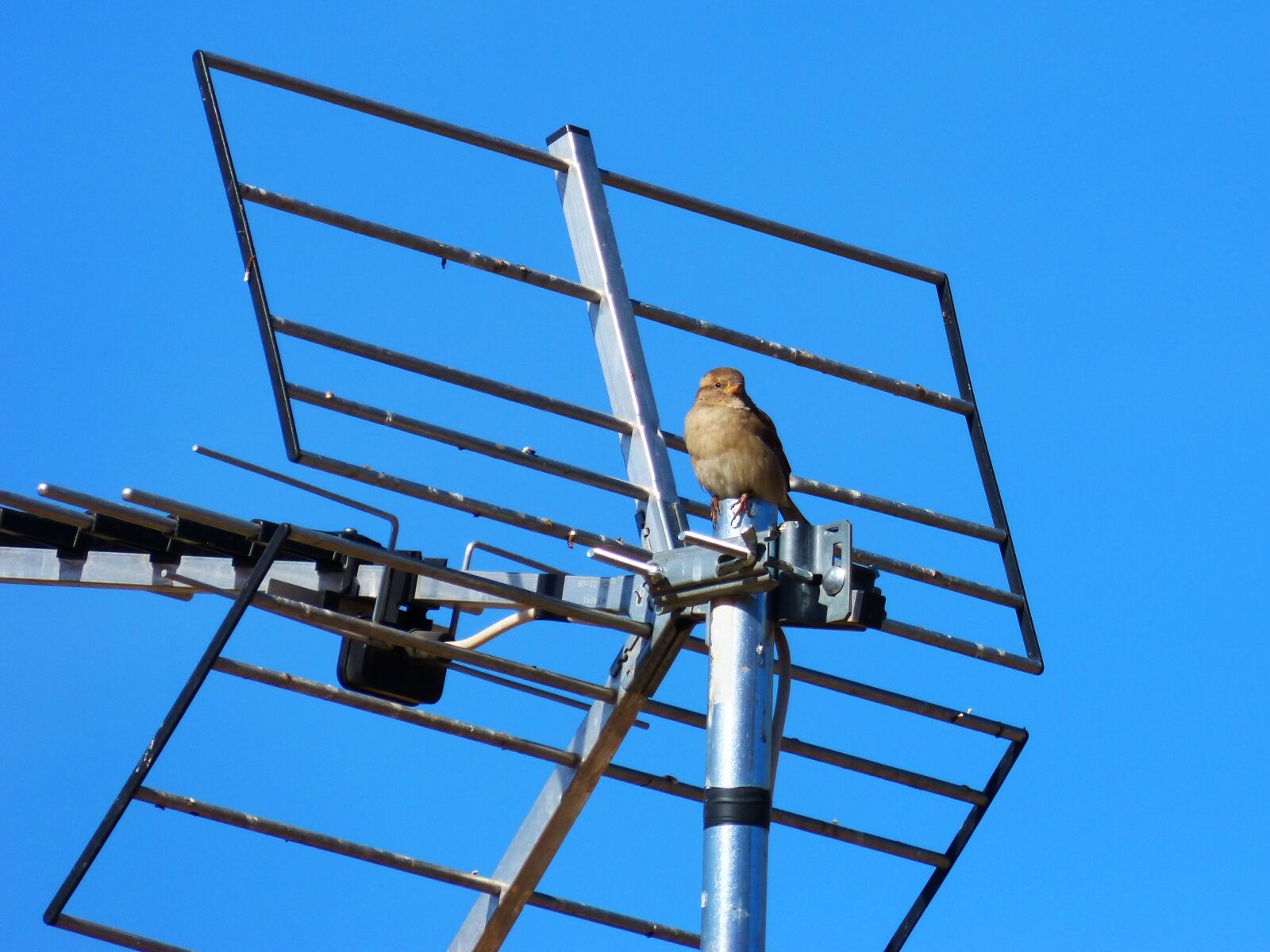 Panasonic DMC-FZ62 sample photo. Sparrow, sky, antenna photography