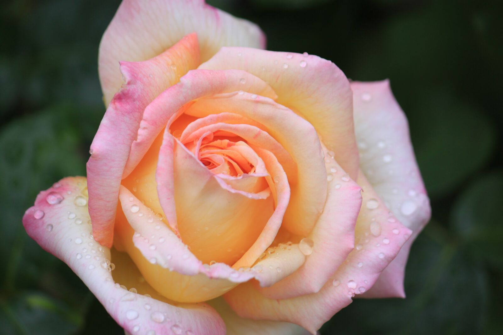 Canon EOS 500D (EOS Rebel T1i / EOS Kiss X3) sample photo. Flower, rose, petal photography