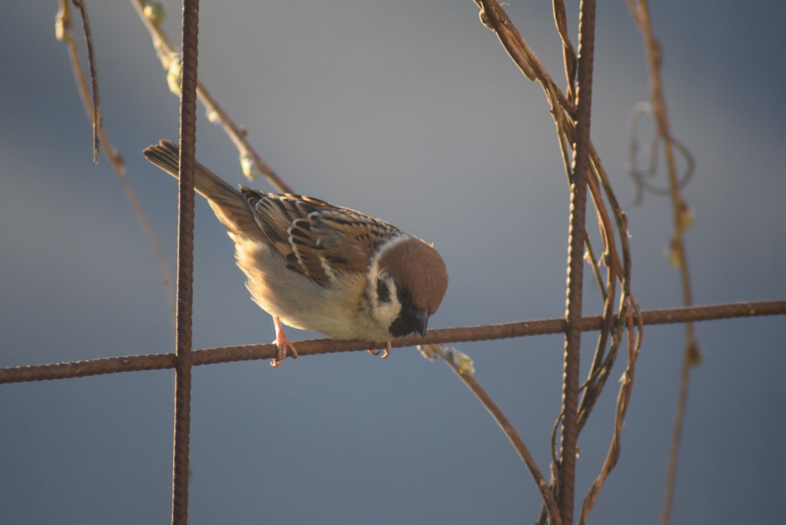 Nikon D3300 sample photo. Bird, animals, sitting photography