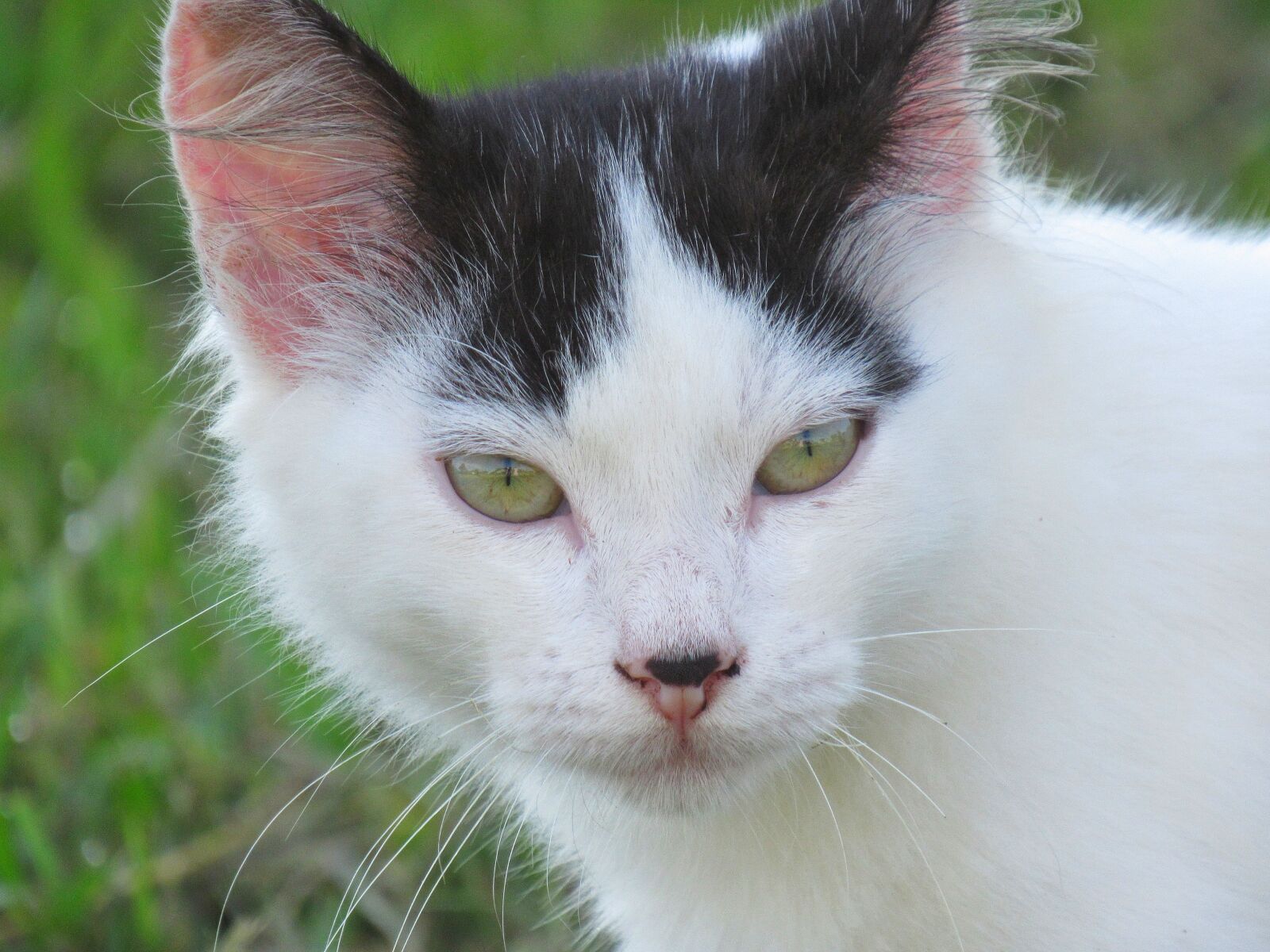 Canon PowerShot SX530 HS sample photo. Cute, cat, eye photography