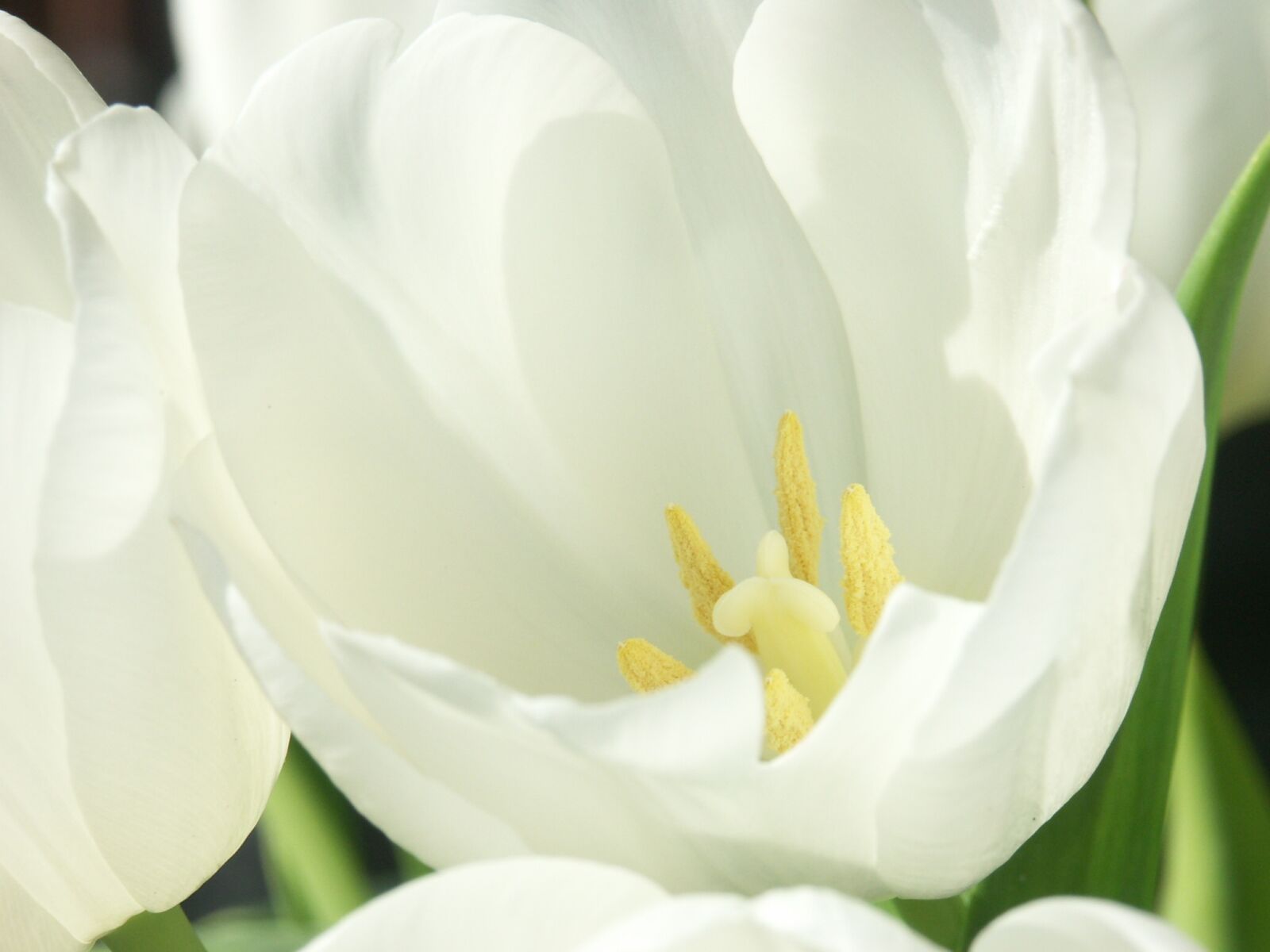 KONICA MINOLTA DiMAGE A1 sample photo. Nature, plant, flowers photography