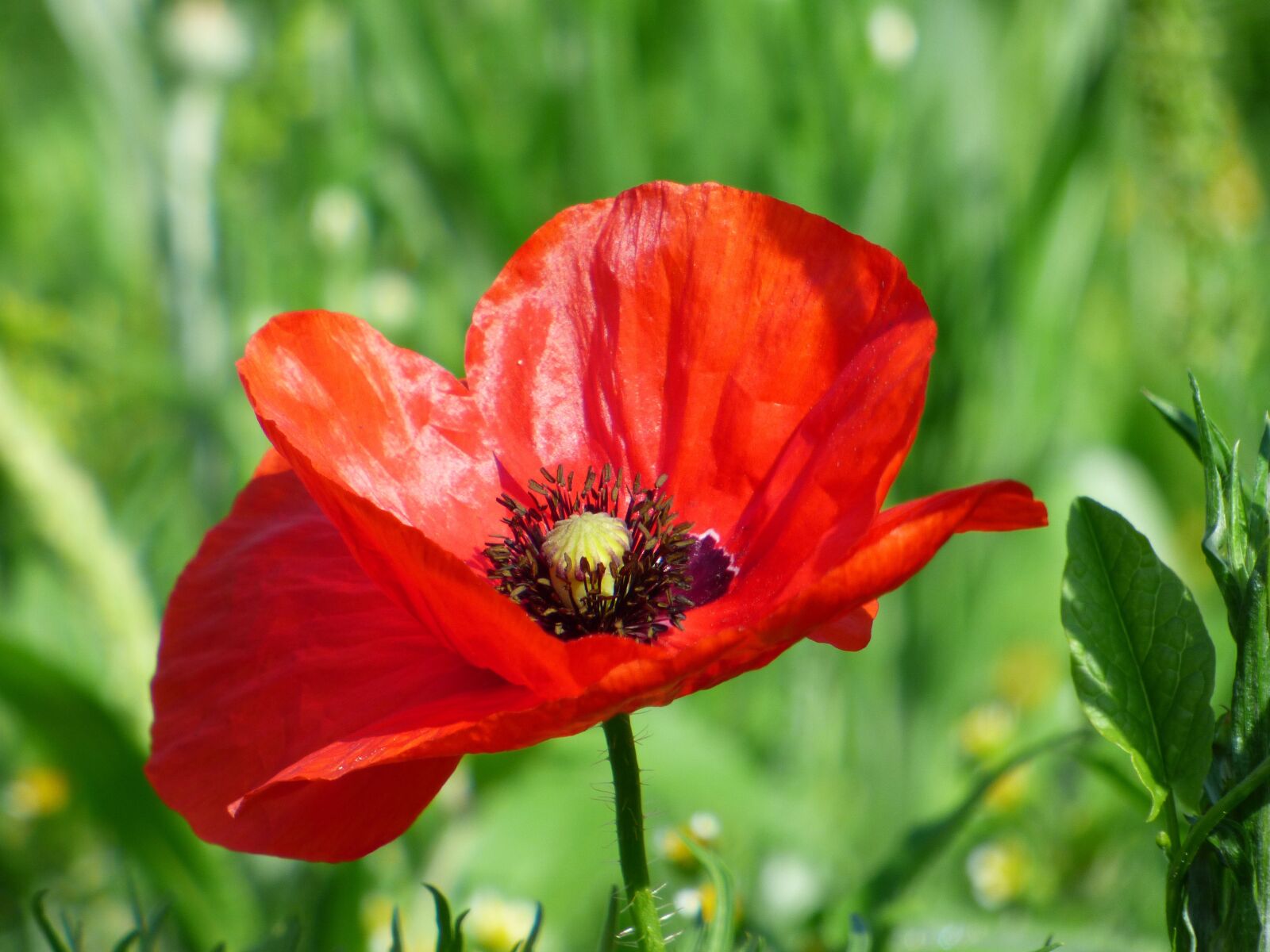 Panasonic DMC-FZ72 sample photo. Poppy, flower, red flower photography