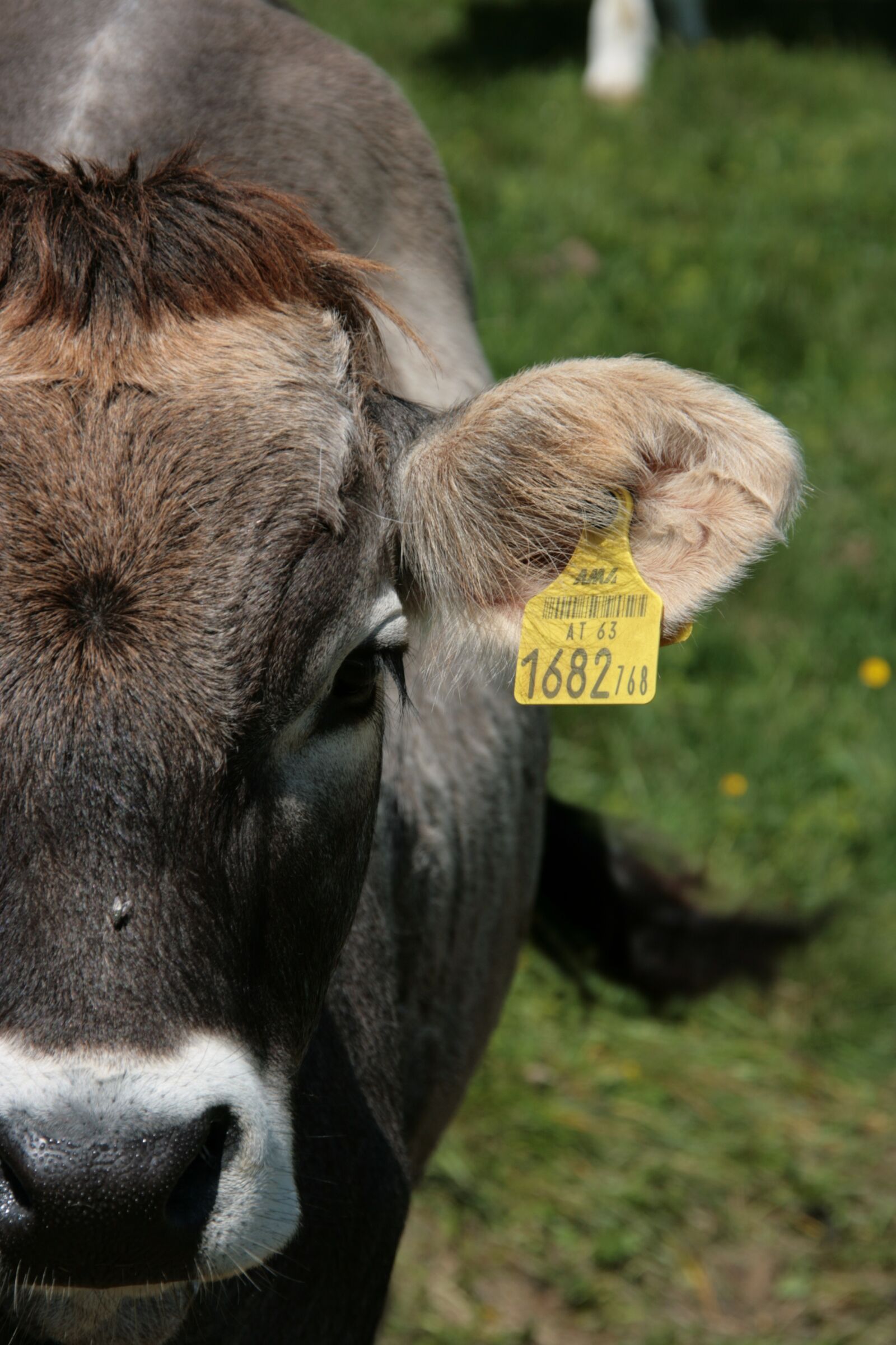 Canon EOS 400D (EOS Digital Rebel XTi / EOS Kiss Digital X) sample photo. Cow, cattle, beef photography