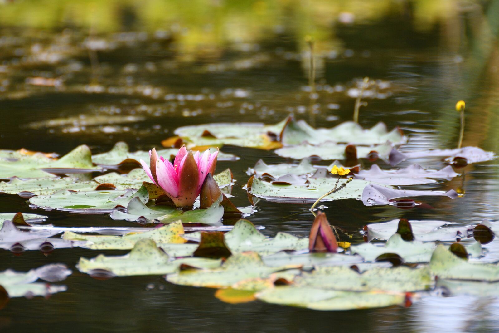 Nikon D500 sample photo. Flora, nature, flower photography