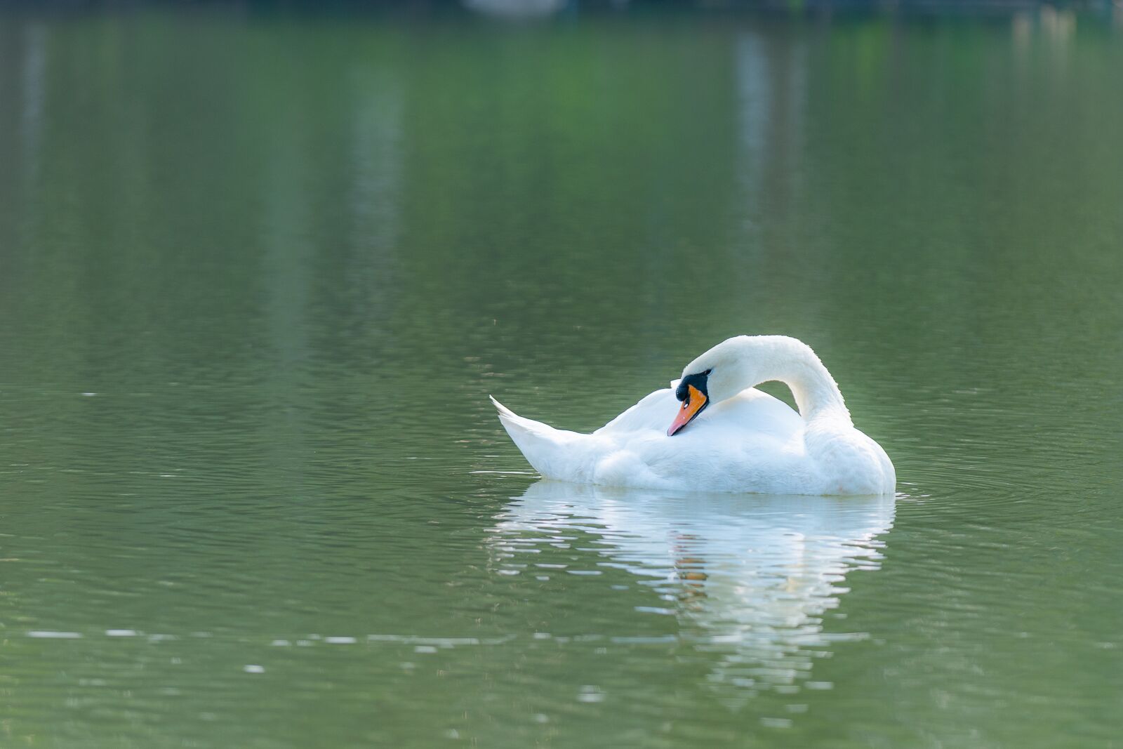 Nikon D810 sample photo. Swan, outdoor, water photography