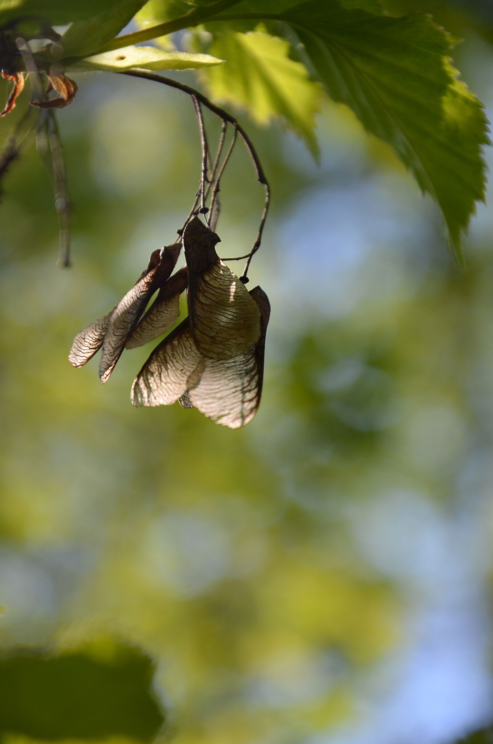Nikon D5100 sample photo. Fruit, maple, tree photography