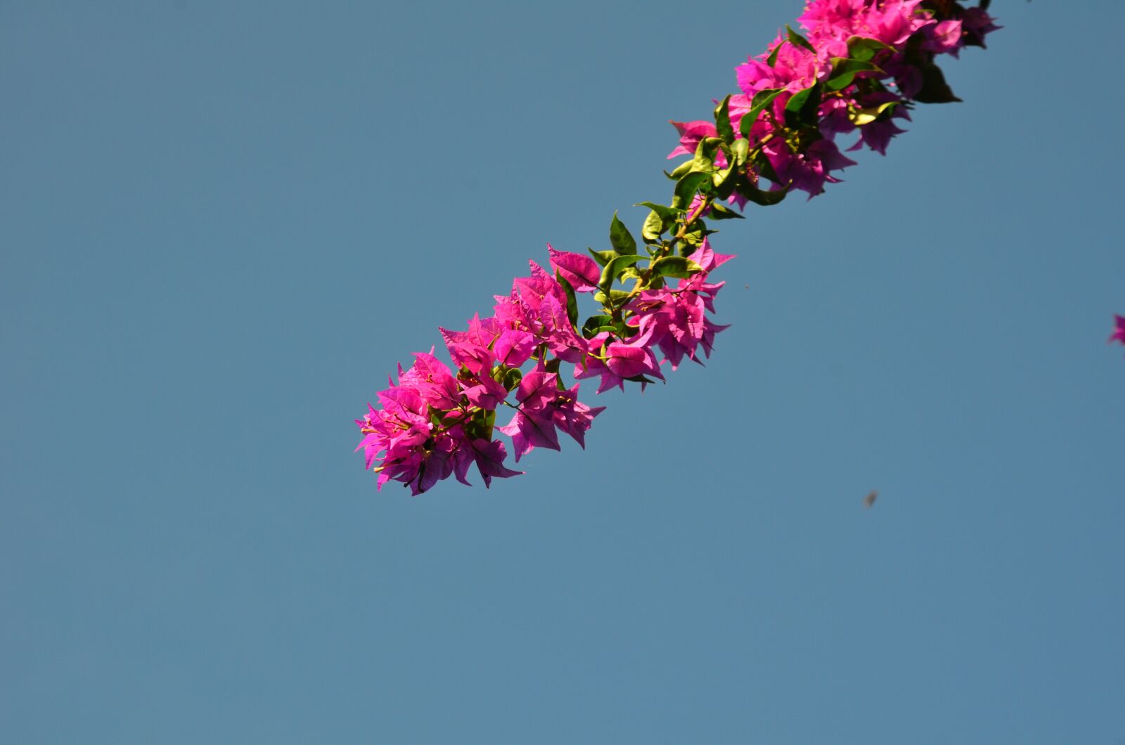 Nikon D7000 sample photo. Flower, blossom, bloom photography