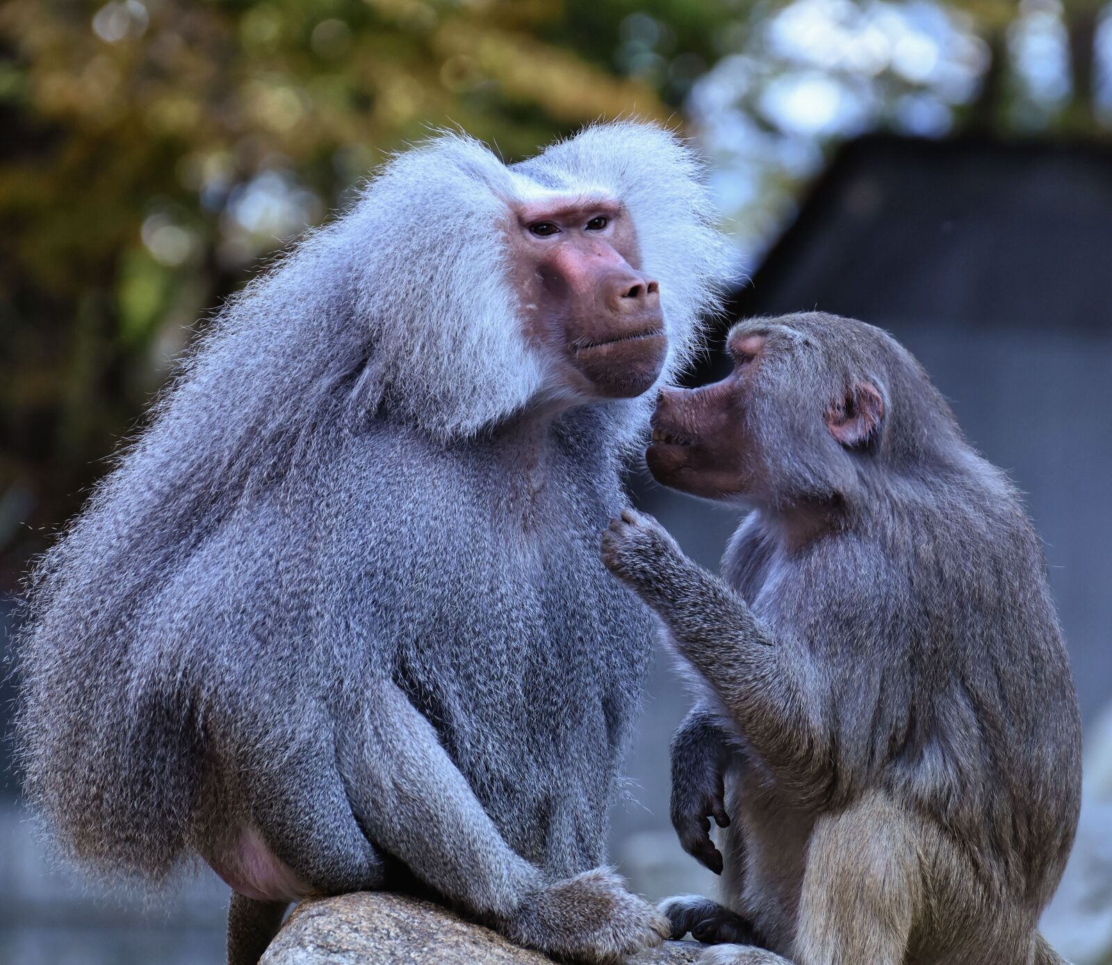 Nikon D7200 sample photo. Baboon, monkey, zoo photography