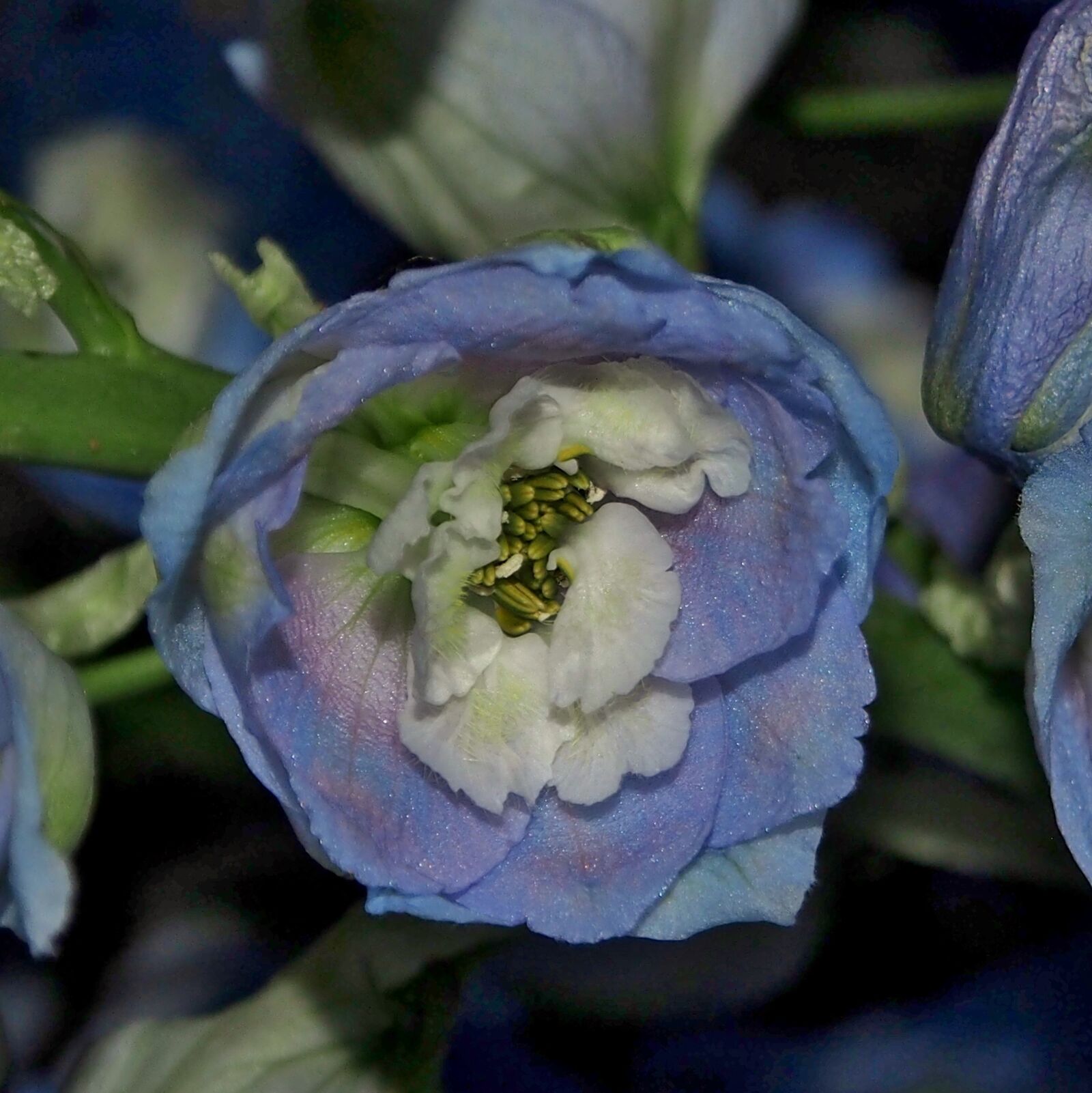 Olympus OM-D E-M5 sample photo. Flower, plant, larkspur photography