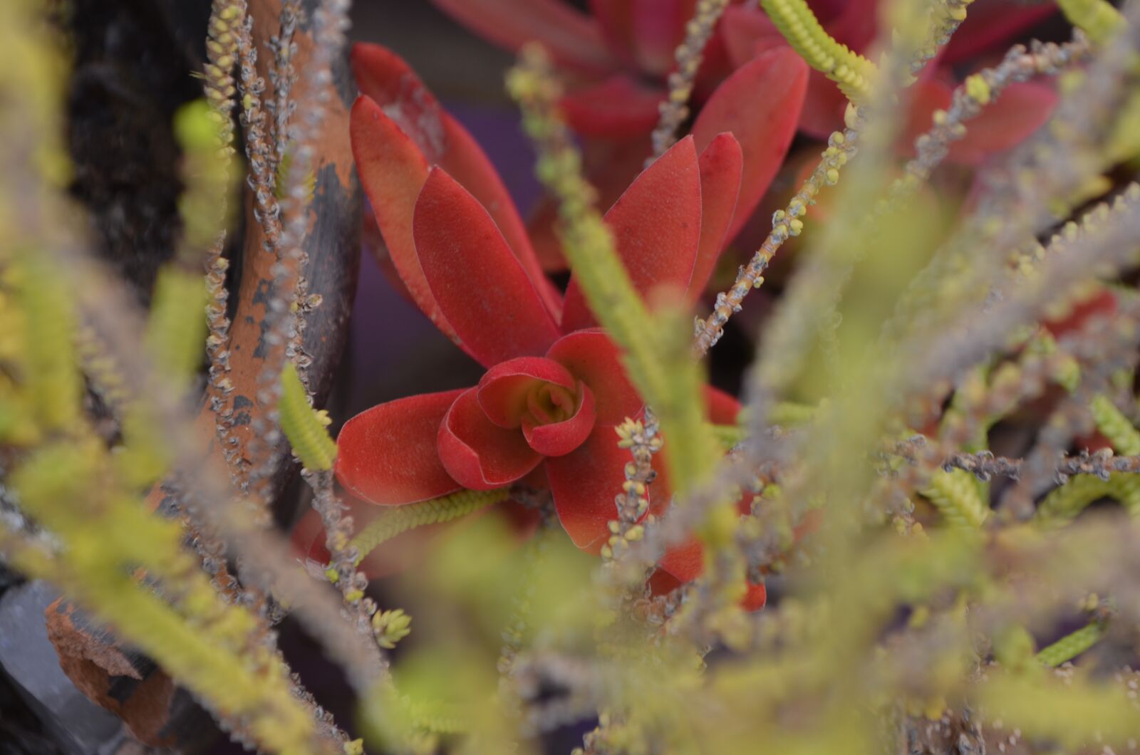 Nikon D5100 sample photo. Succulent, green, take photography