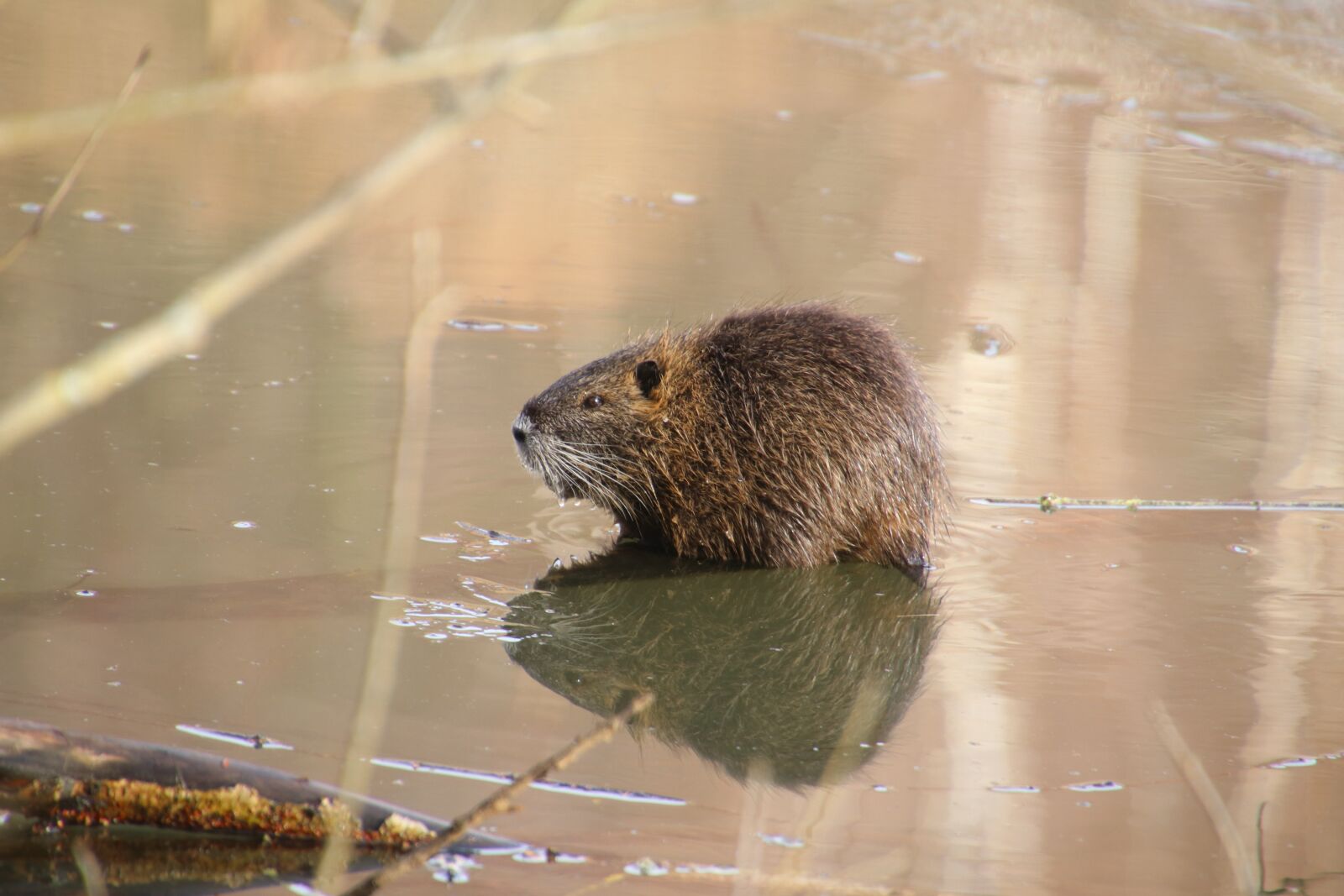 Canon EOS 80D sample photo. Beaver, pond, animal photography