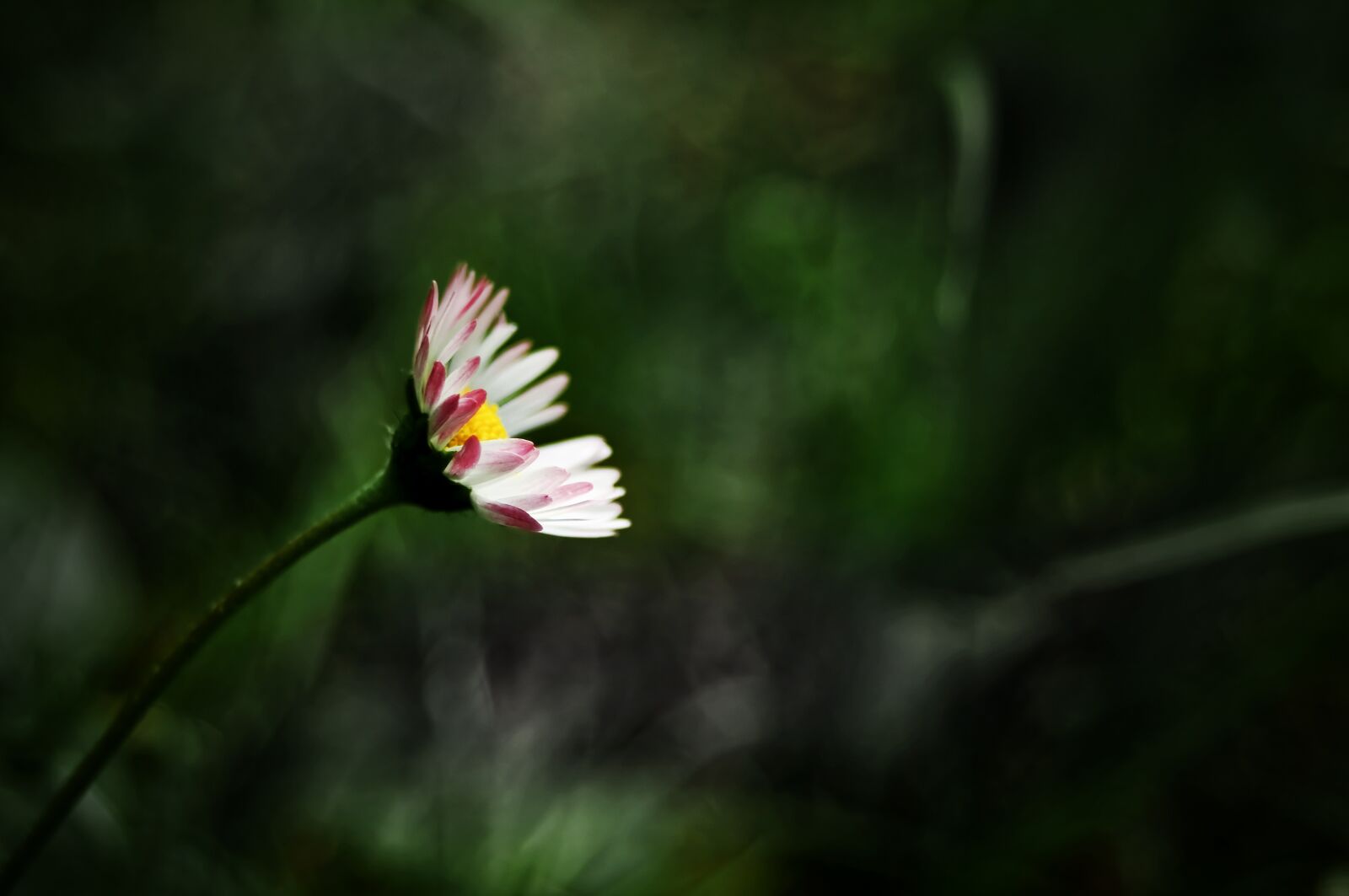Nikon D90 sample photo. Nature, flower, plant photography