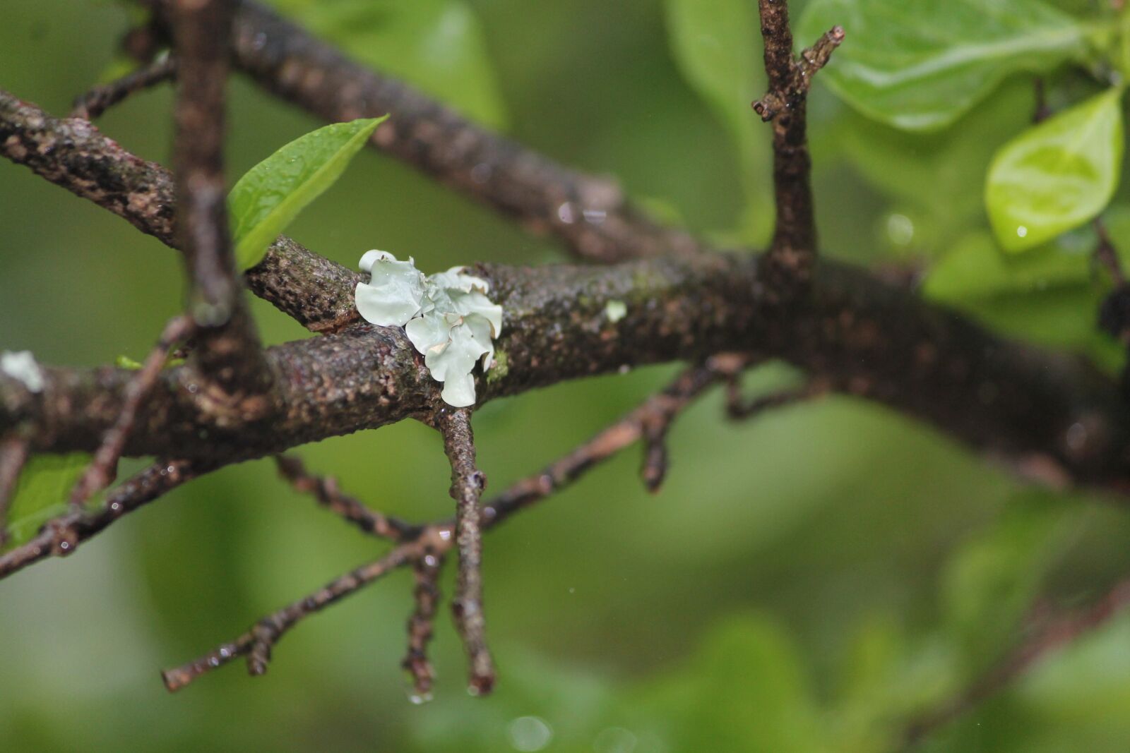 Canon EOS 1100D (EOS Rebel T3 / EOS Kiss X50) sample photo. Moss, branch, wet photography