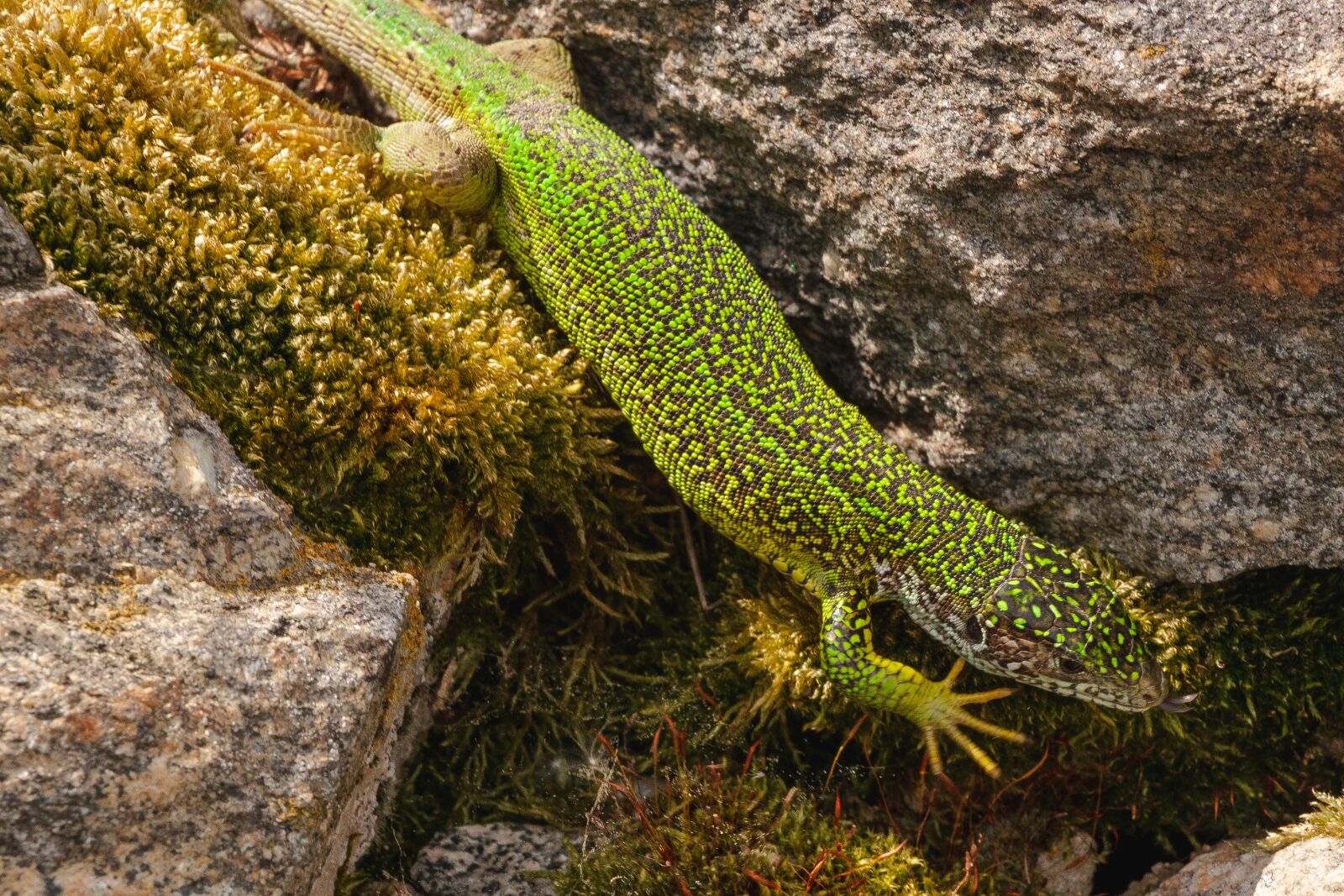 Canon EOS 77D (EOS 9000D / EOS 770D) sample photo. Salamander, green, nature photography
