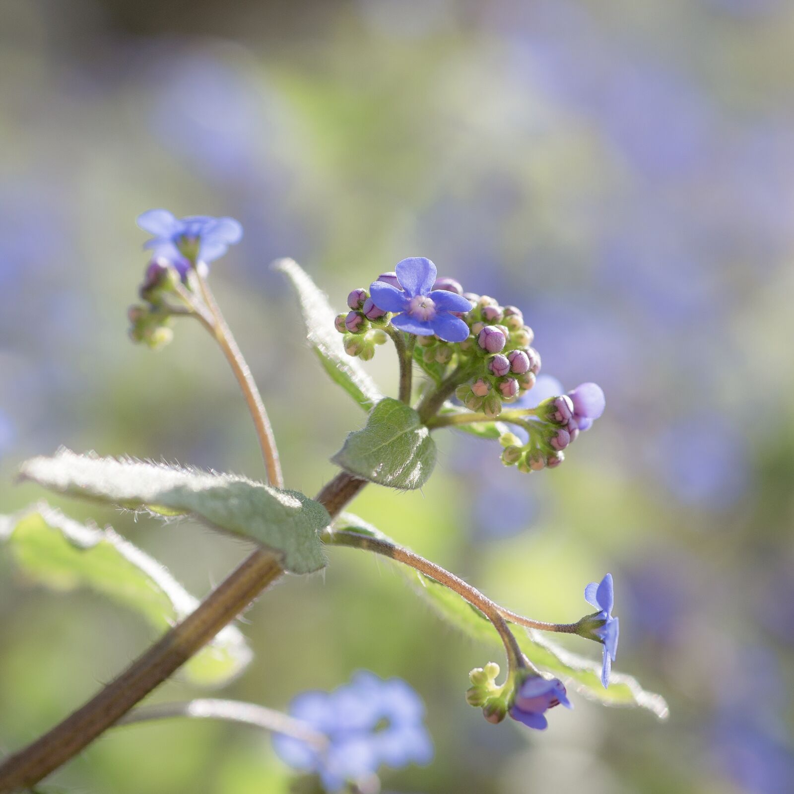 Tamron SP 90mm F2.8 Di VC USD 1:1 Macro sample photo. Forget me not, blossom photography