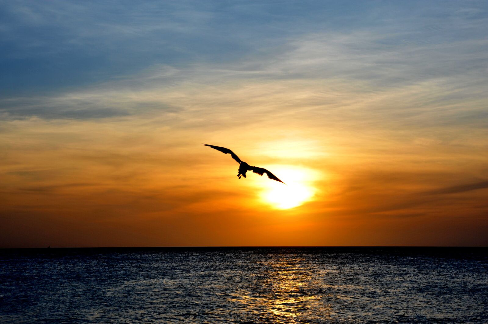 Nikon D700 sample photo. Aruba, bird, nature photography