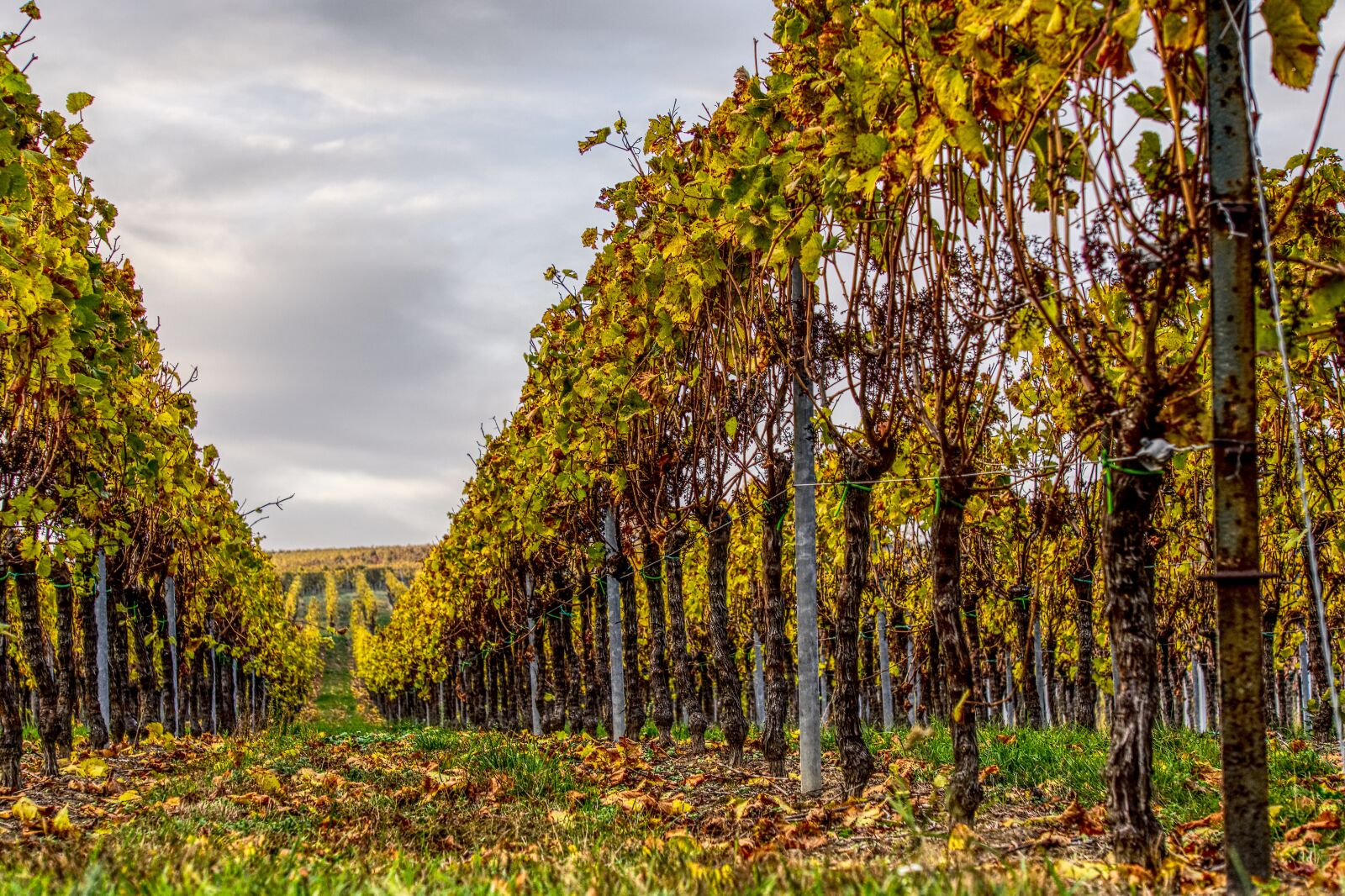 Sony a6000 sample photo. Vineyards, vines, wine photography