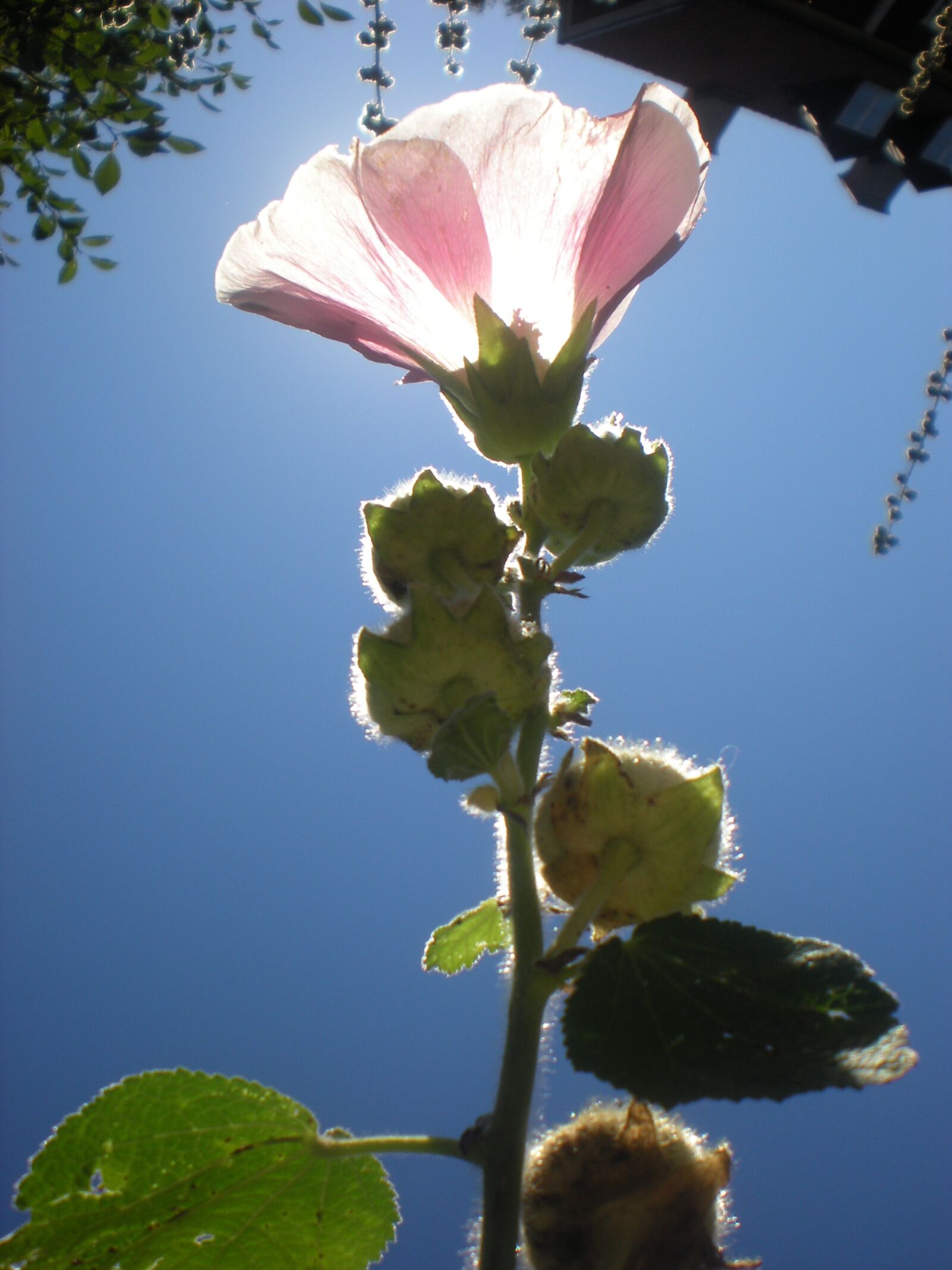 Nikon Coolpix S210 sample photo. Flower, pink, solar photography