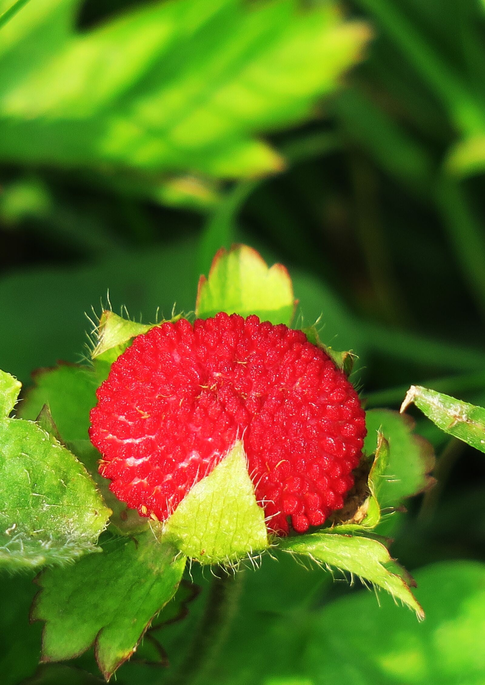 Canon PowerShot G3 X sample photo. Nature, leaf, garden photography