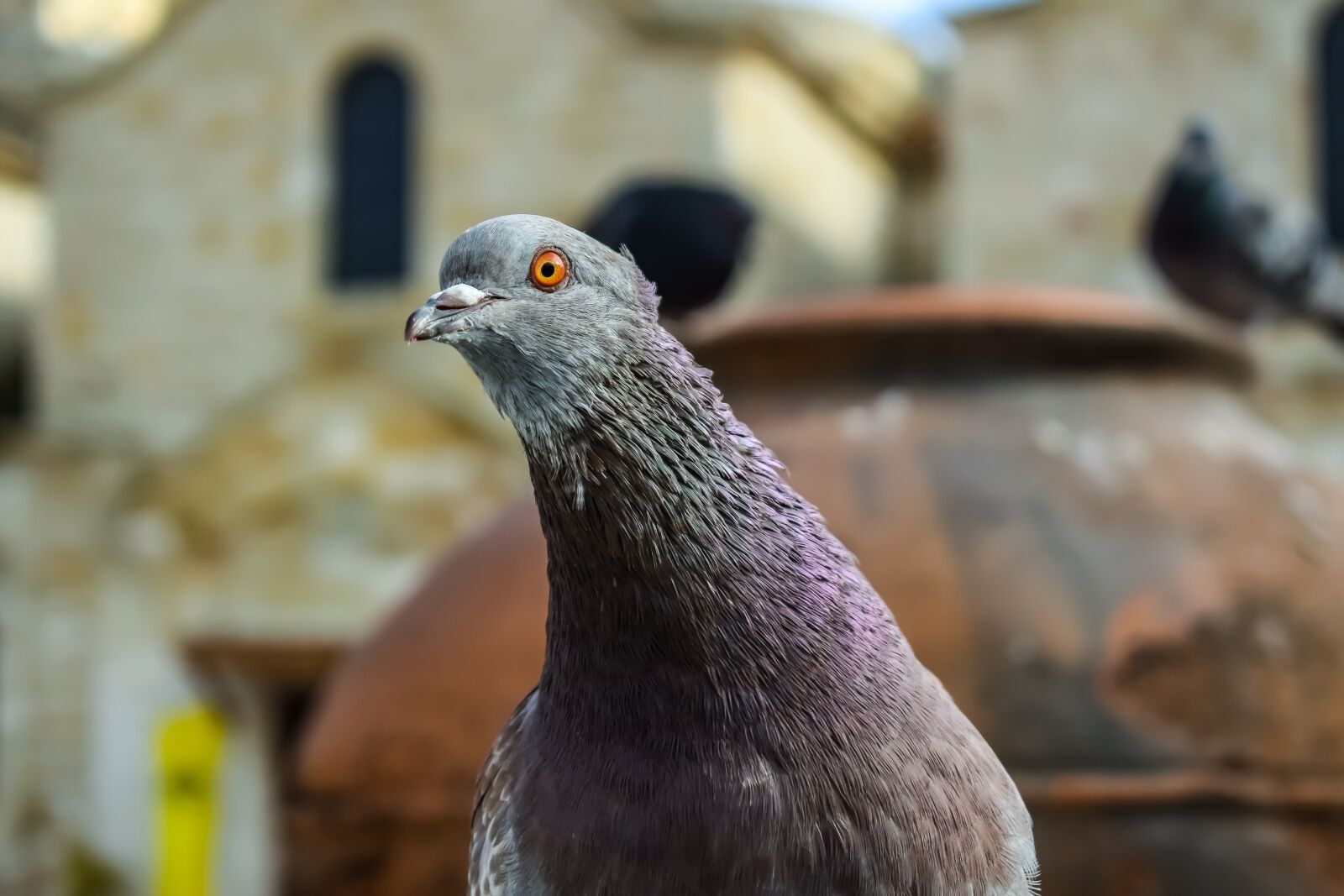 Nikon D3300 sample photo. Pigeon, eye, neck photography