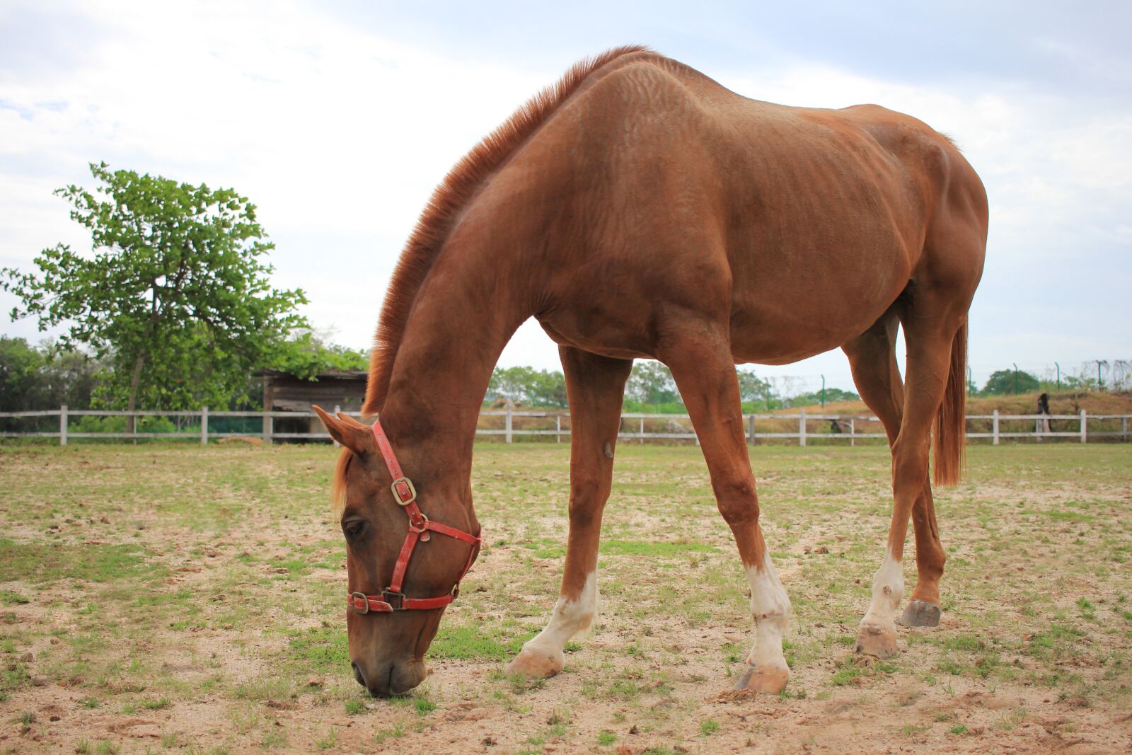 Canon EF-S 24mm F2.8 STM sample photo. Horse, ranch, animal photography