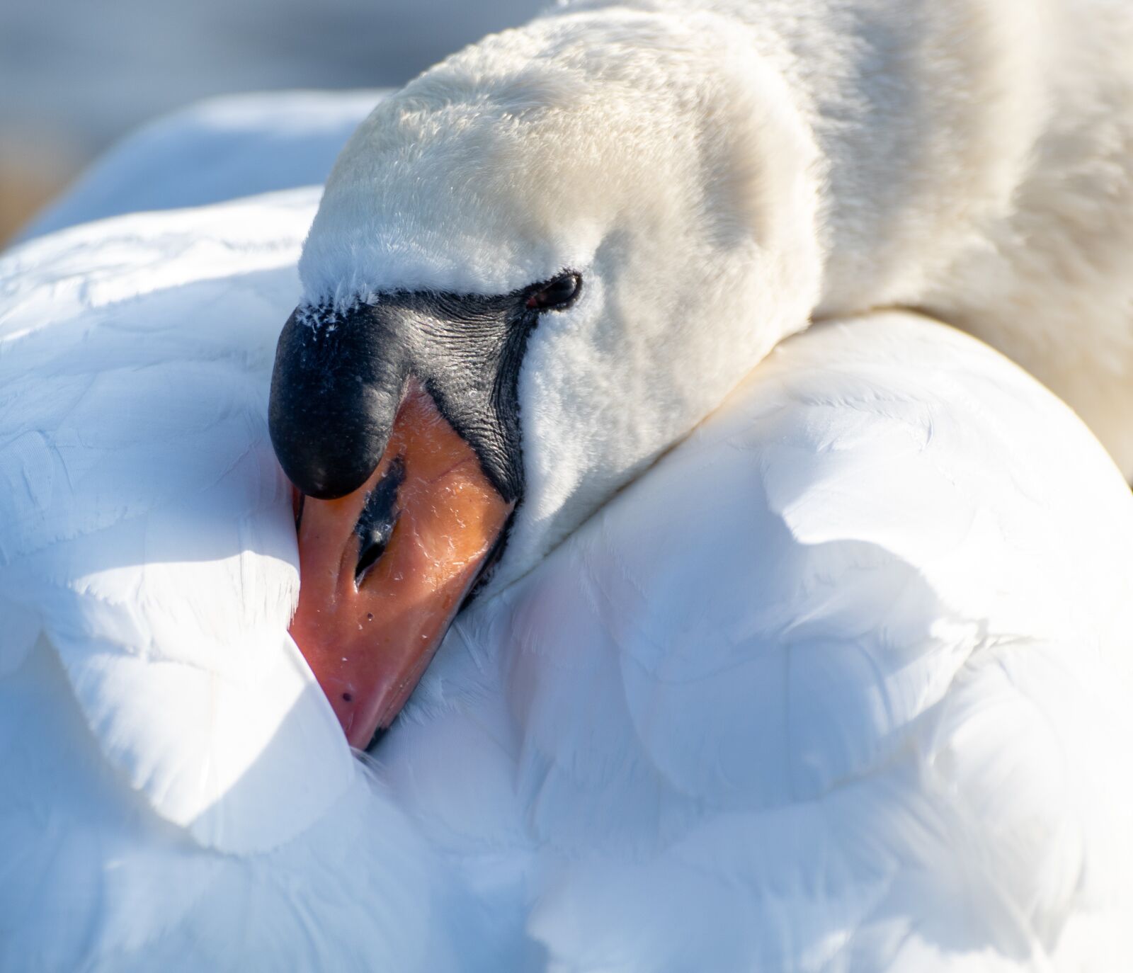 Canon EOS 200D (EOS Rebel SL2 / EOS Kiss X9) sample photo. Swan, head, sleep photography