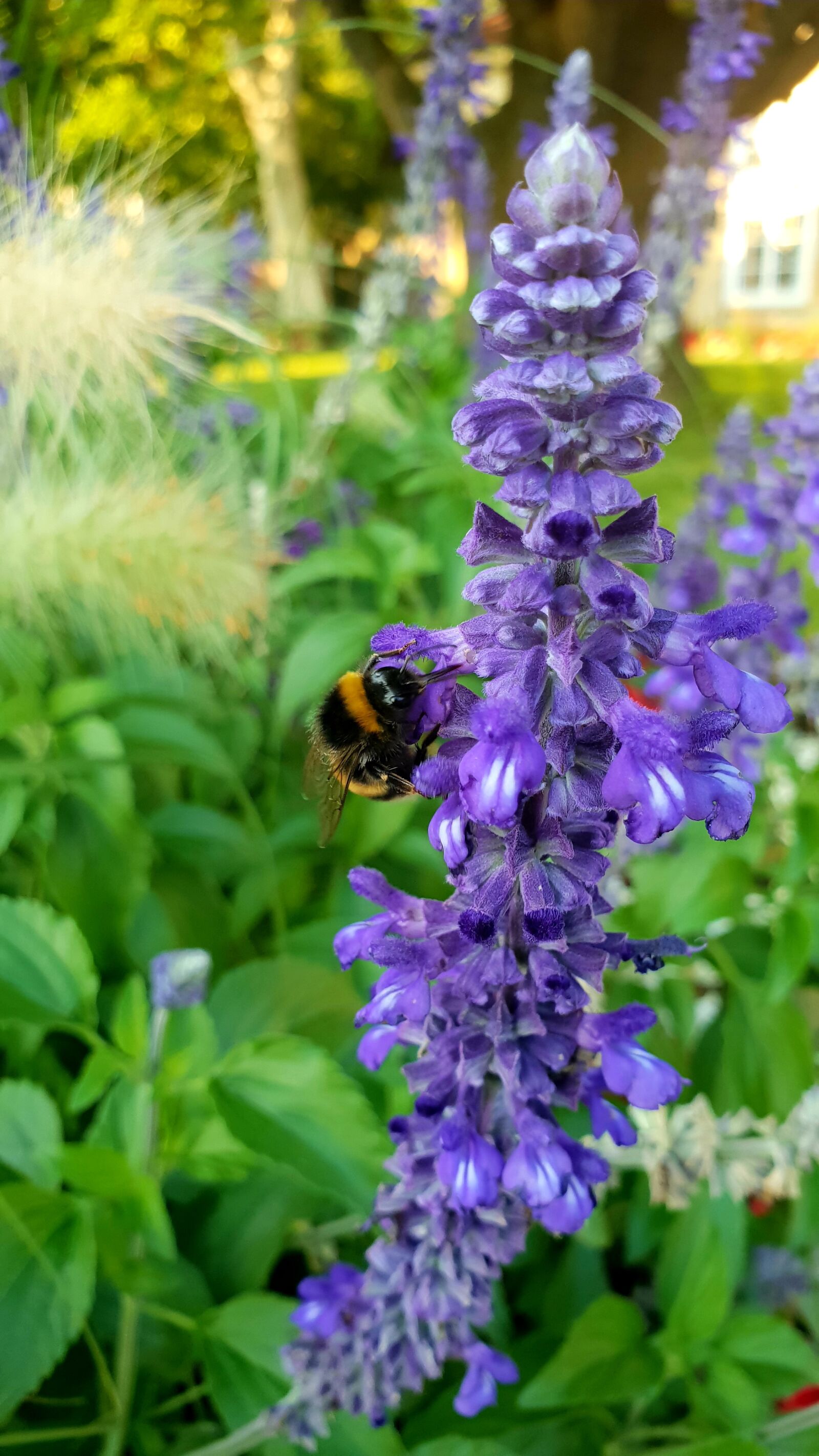 Samsung Galaxy S9 sample photo. Hummel, blossom, bloom photography