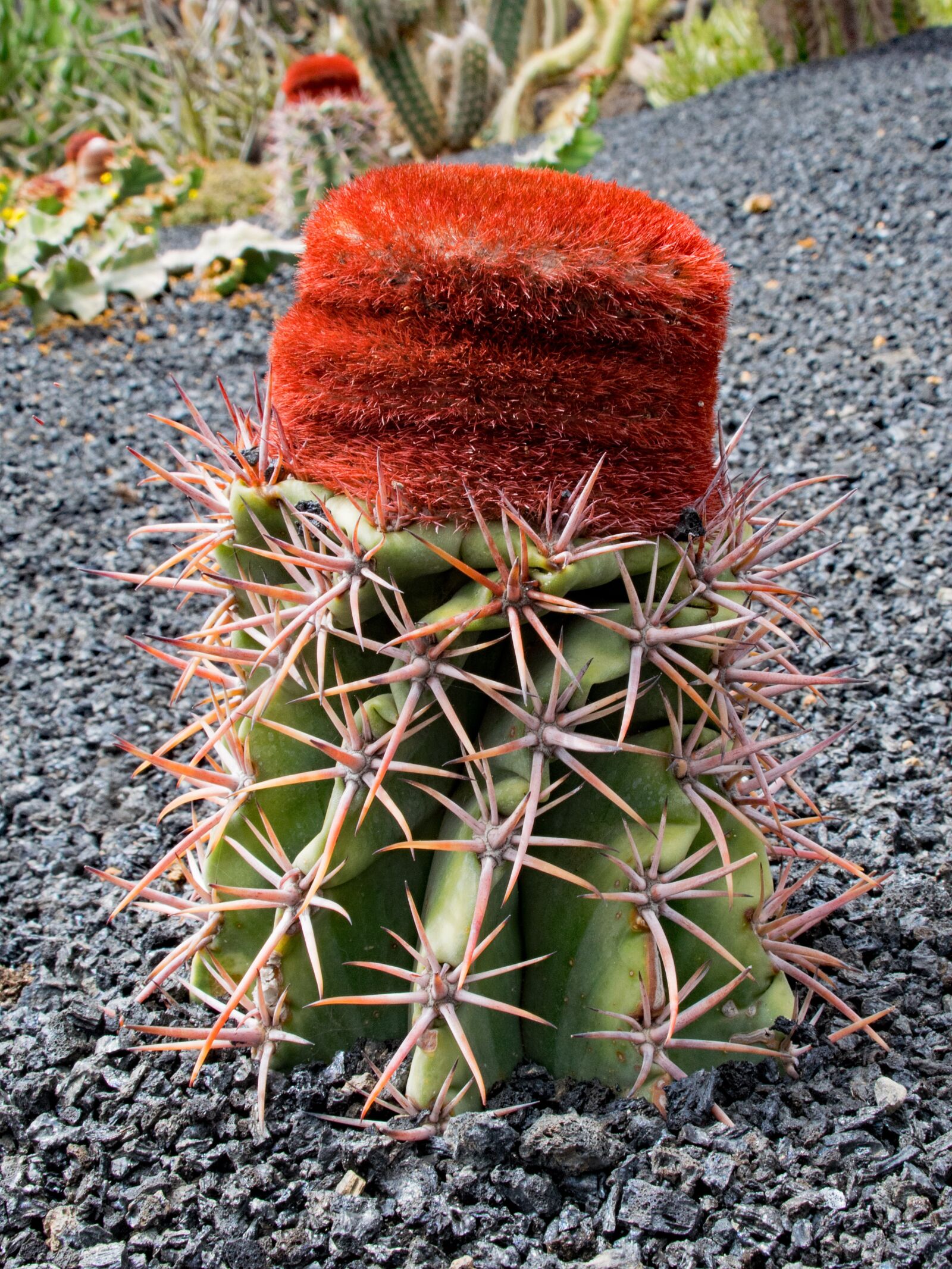 Nikon D5300 sample photo. Jardin de cactus, cactus photography