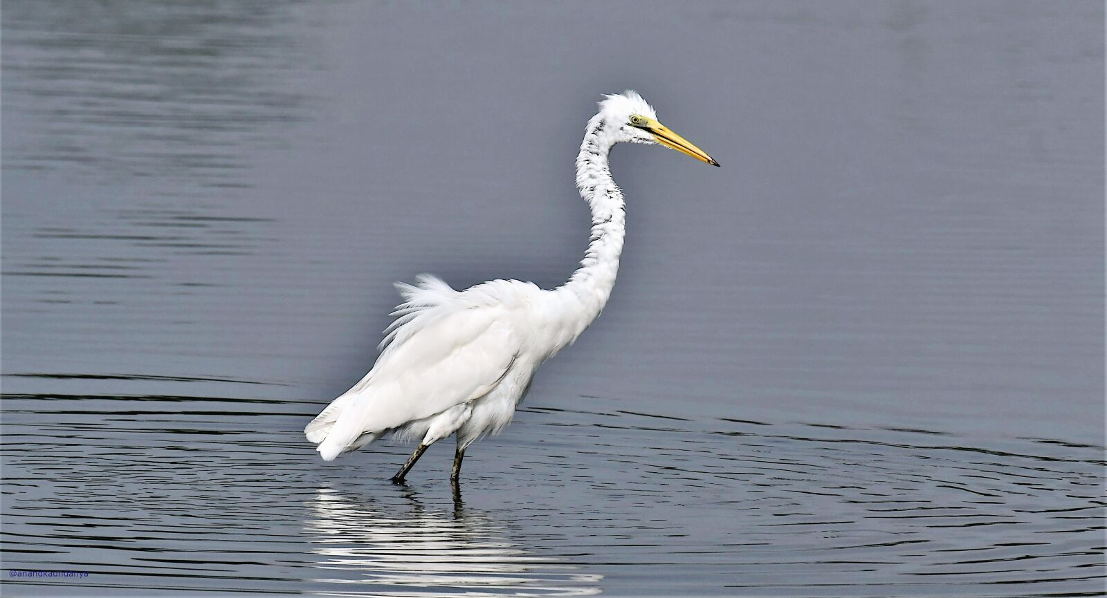 Nikon D500 sample photo. Indian egret, indian birds photography