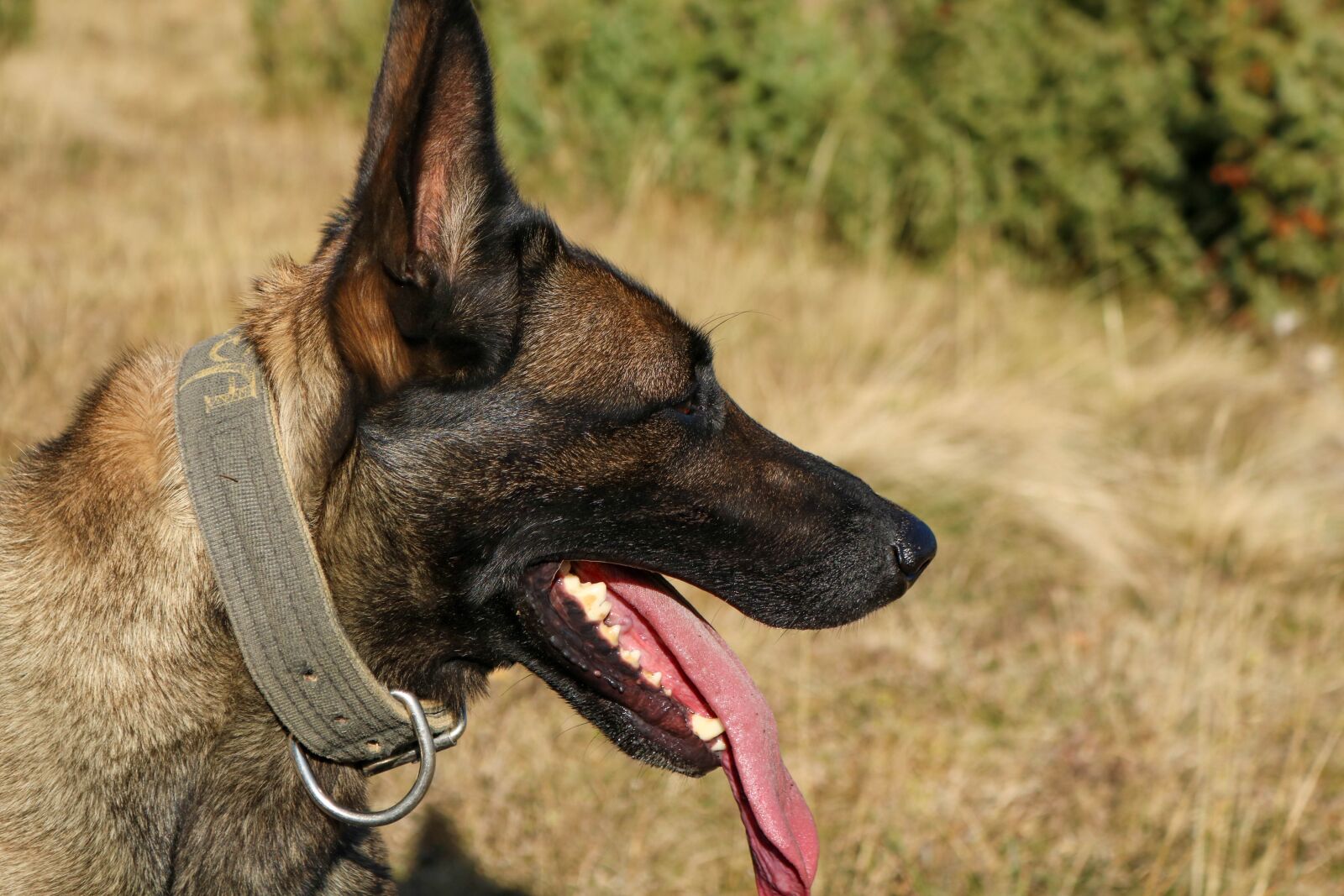 Canon EOS 750D (EOS Rebel T6i / EOS Kiss X8i) sample photo. Malinoa, belgian, dog photography