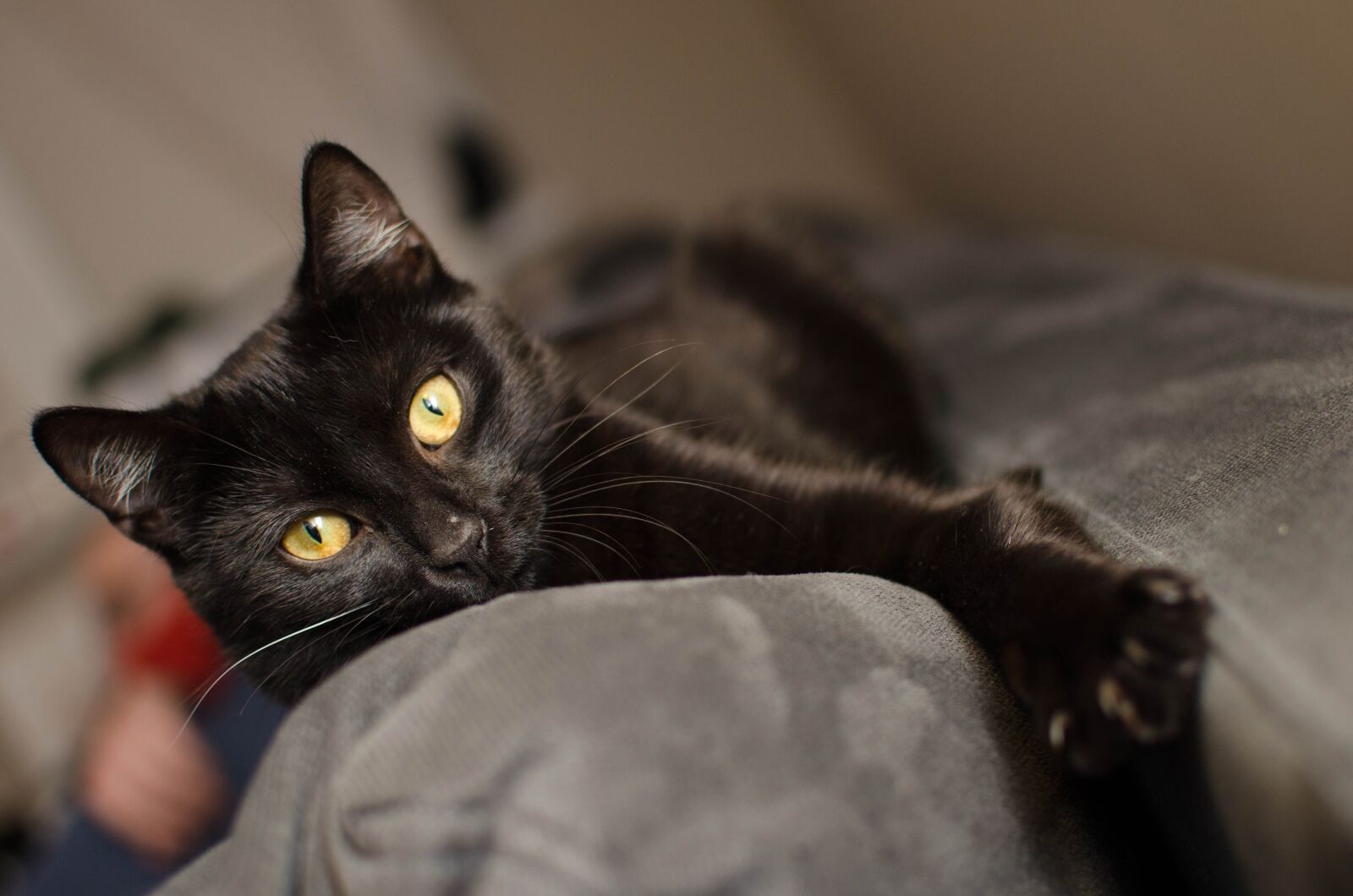 Nikon D7000 sample photo. Cat, black cat, golden photography