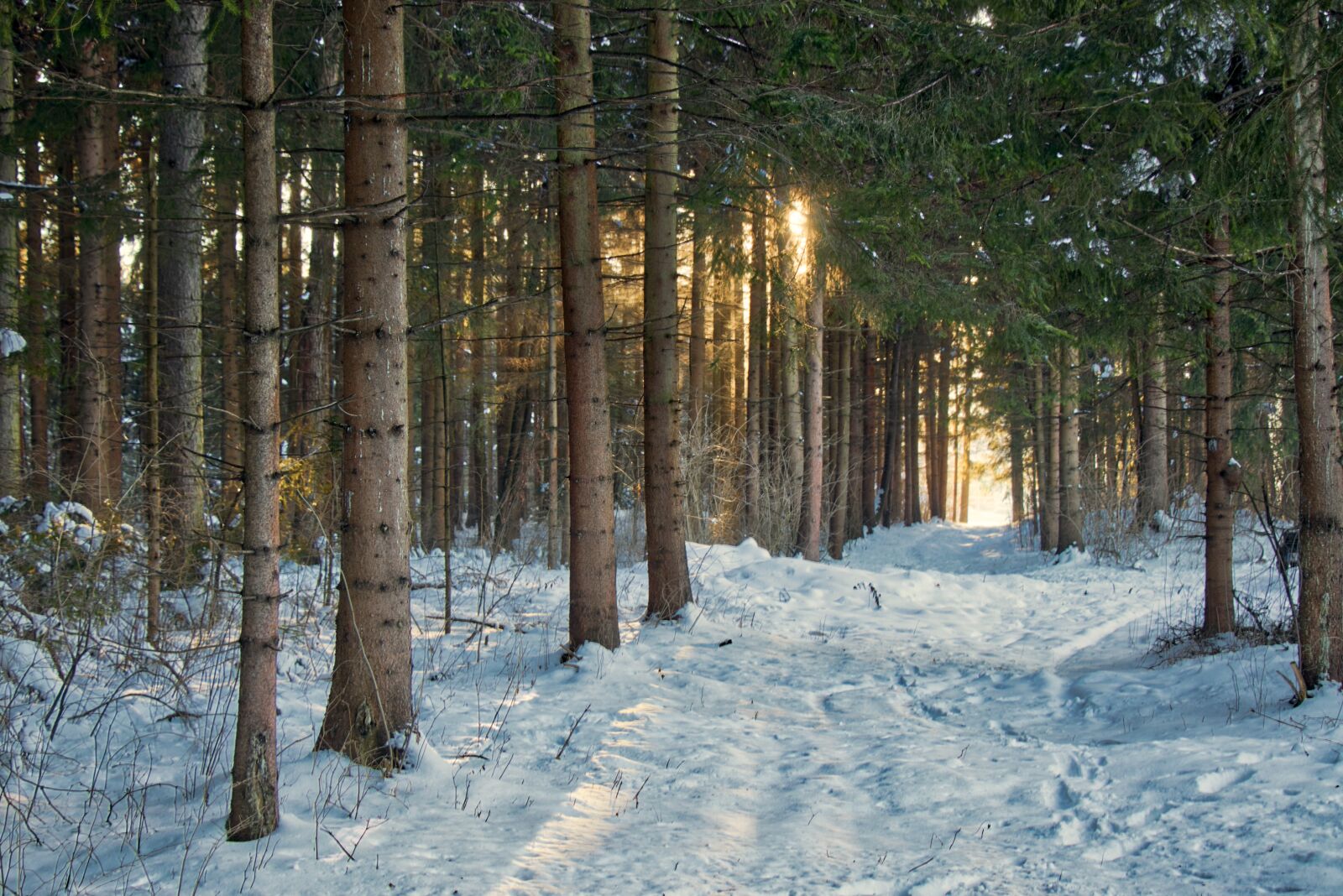 Canon EF-S 18-135mm F3.5-5.6 IS USM sample photo. Snow, winter, wood photography