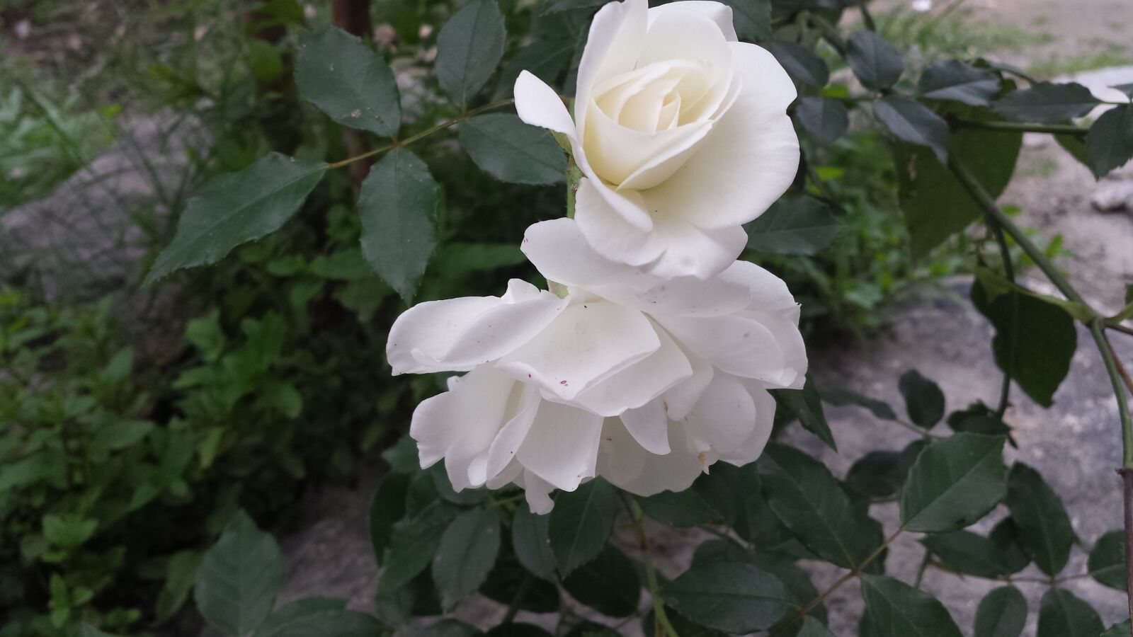 Samsung Galaxy S4 sample photo. Flower, white rose, pakistan photography