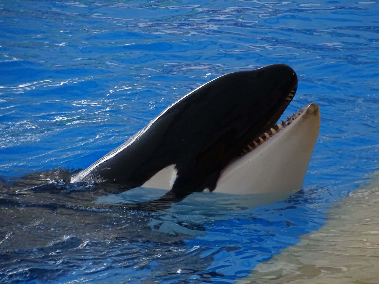 Sony Cyber-shot DSC-HX400V sample photo. Orka, killer whale, aquarium photography