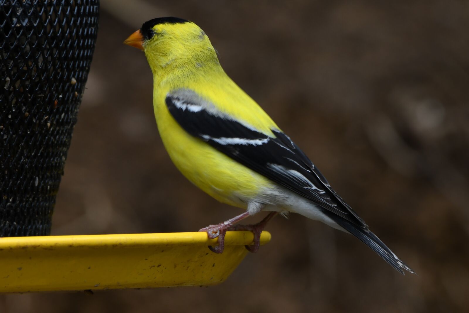 Nikon D850 sample photo. American goldfinch, bird, finch photography