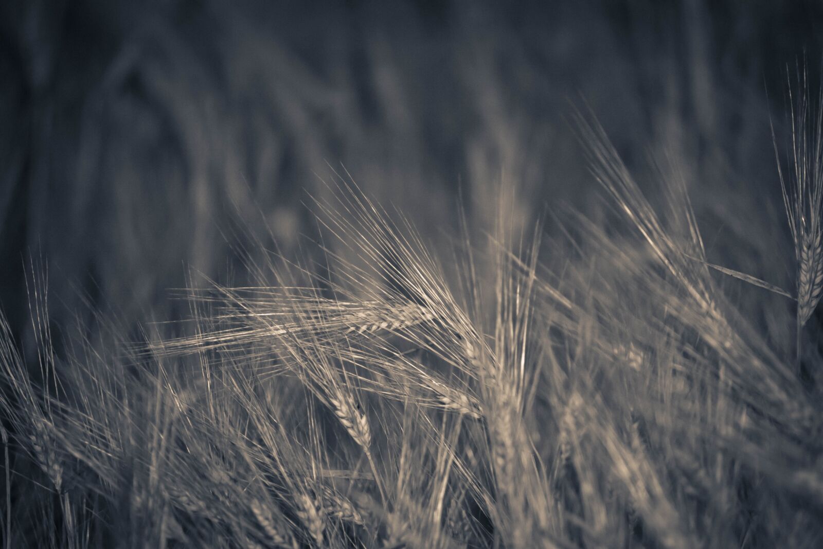 Canon EOS 50D sample photo. Field, barley, cereal plant photography