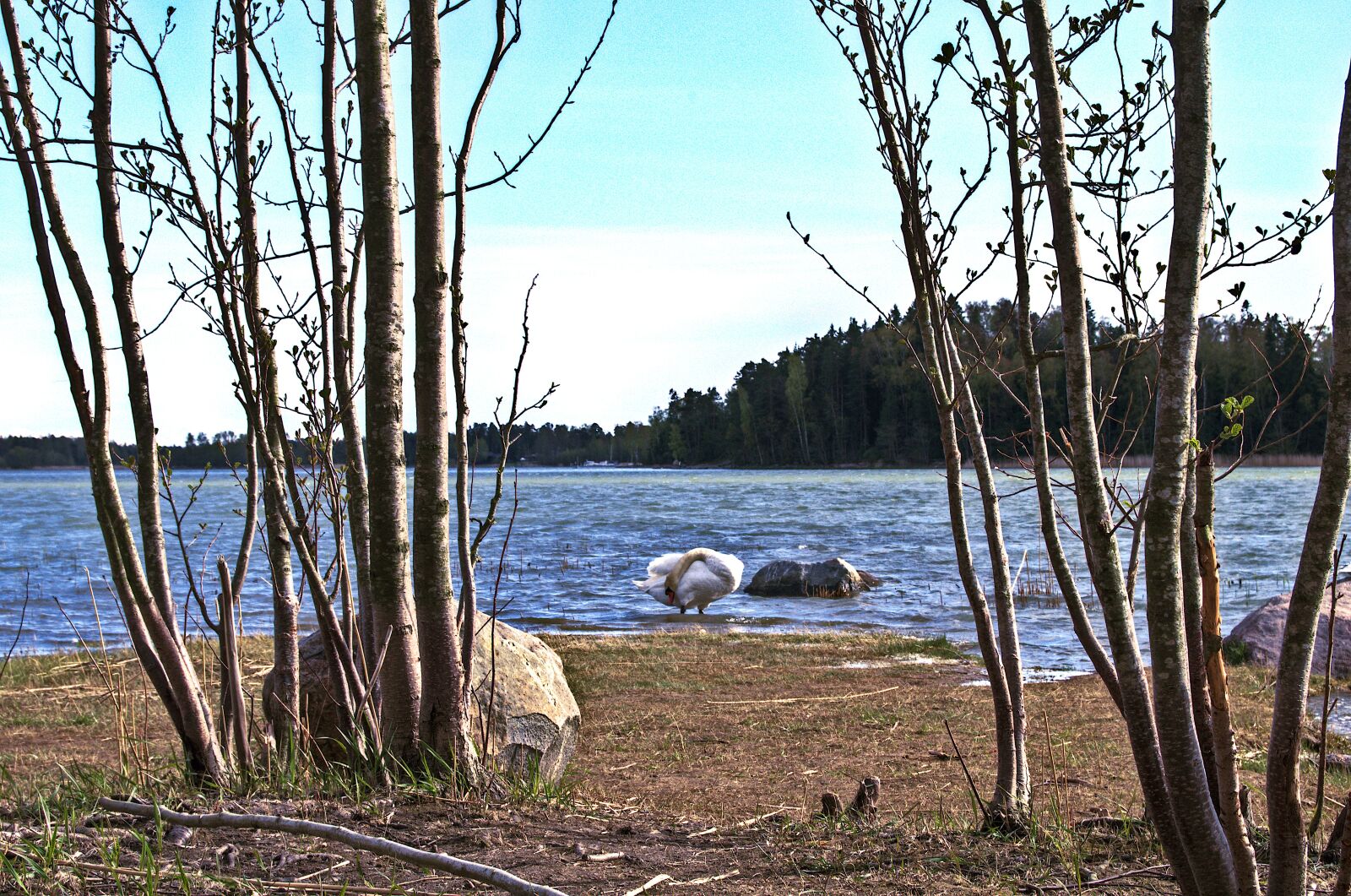 Nikon D5100 sample photo. Swan, cleaning, nature photography