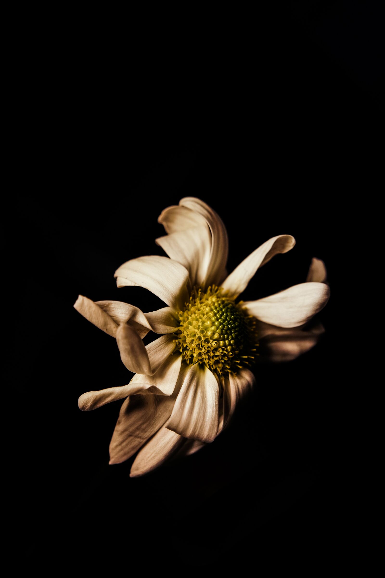 Samsung NX 16-50mm F3.5-5.6 Power Zoom ED OIS sample photo. Flower, nature, desktop photography