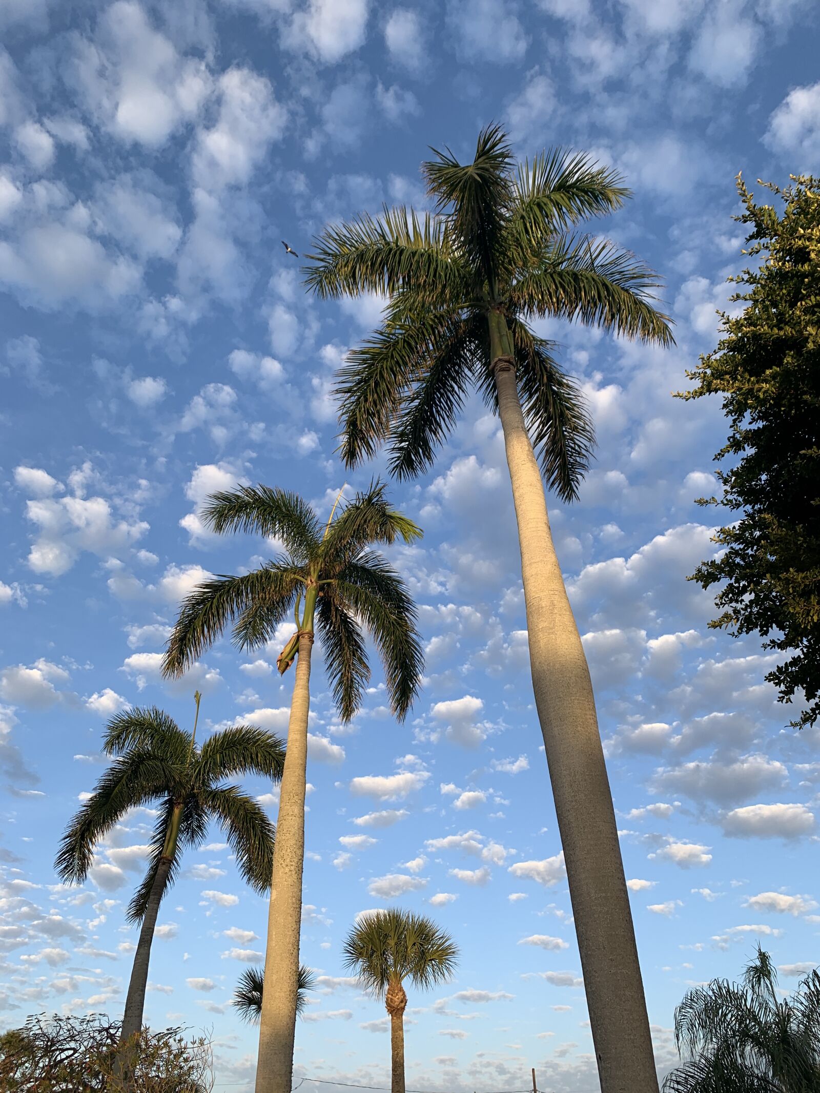 Apple iPhone XR sample photo. Florida, puffy clouds, palm photography