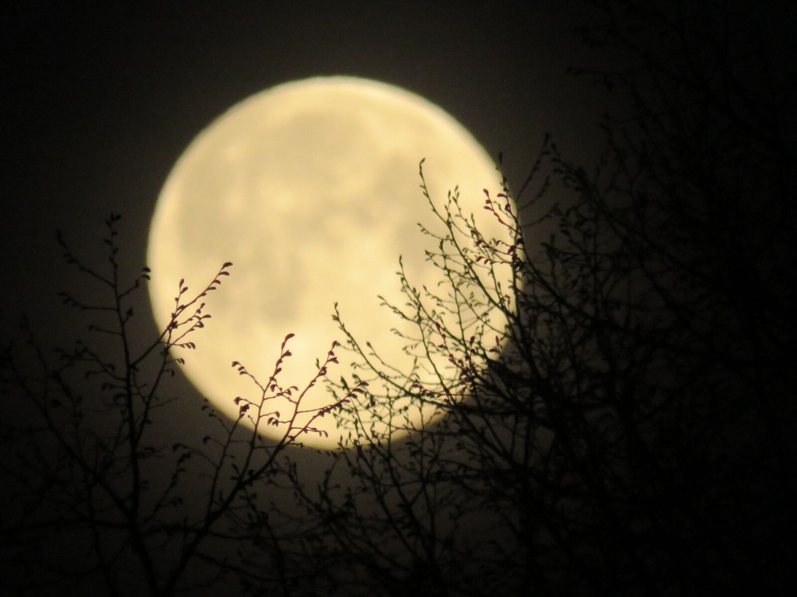 Canon PowerShot SX60 HS sample photo. Moon, branches, branch photography