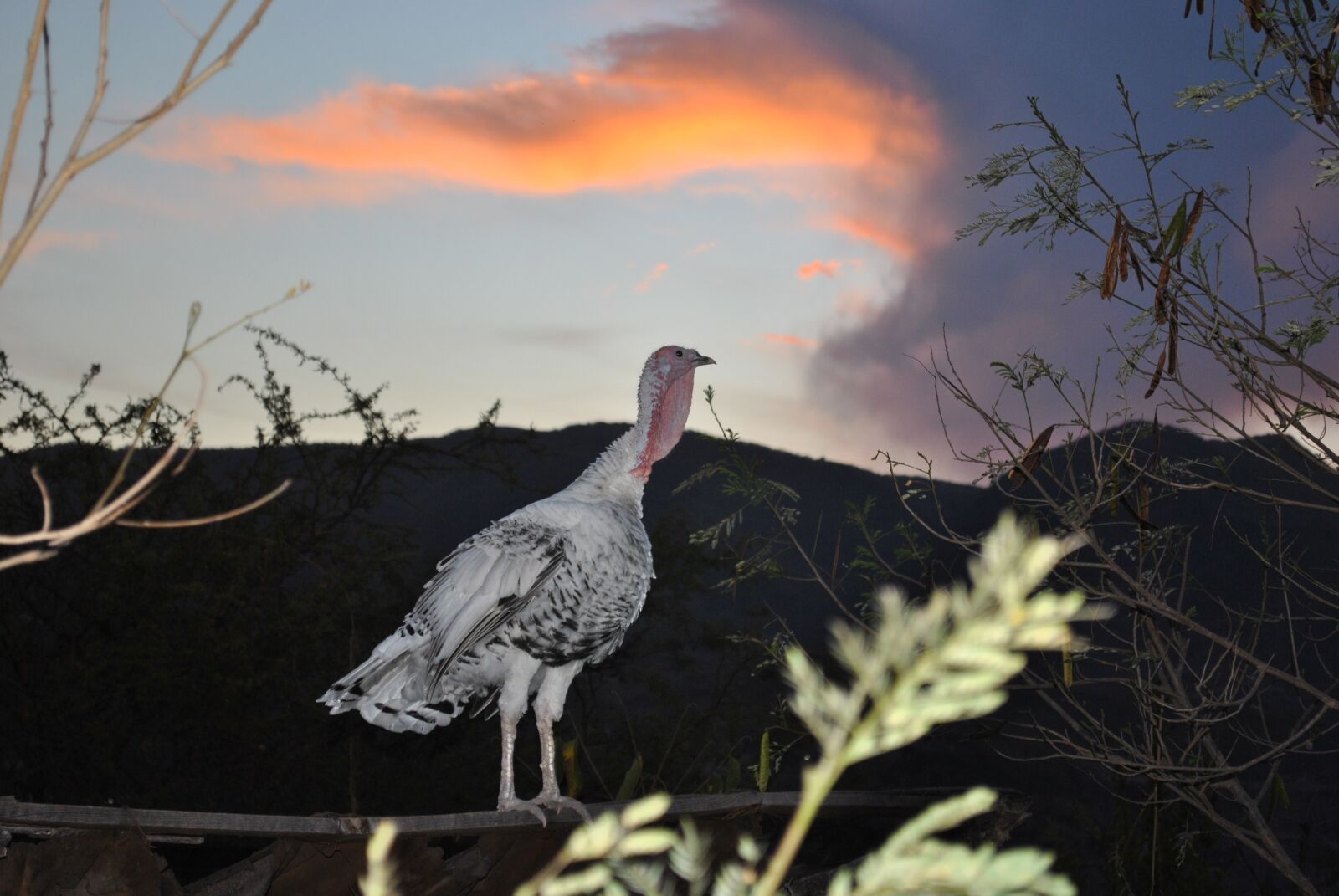 Nikon D3000 sample photo. Turkey, ave, animal photography