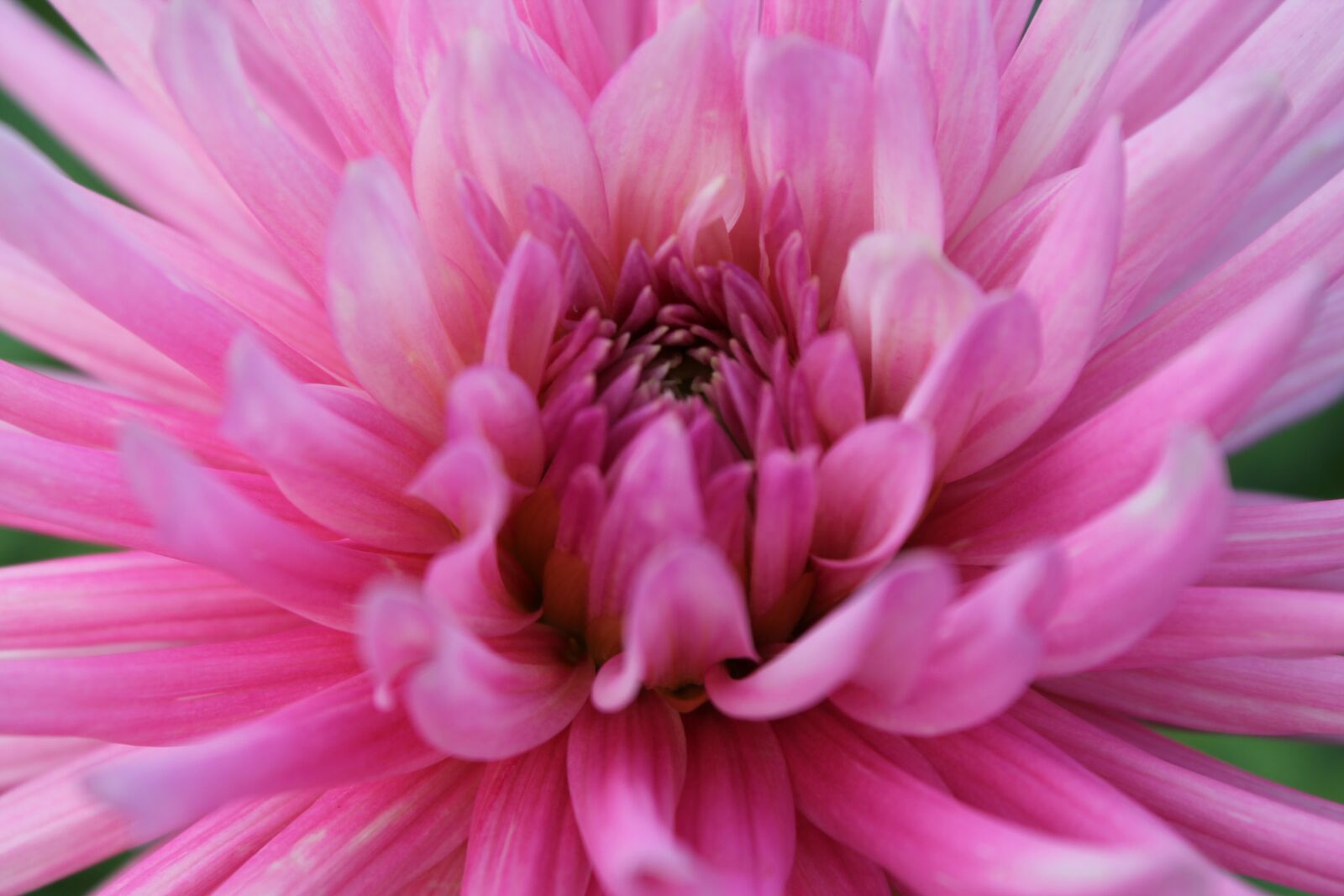 Canon EOS 1100D (EOS Rebel T3 / EOS Kiss X50) sample photo. Flower, blooming, bloom photography