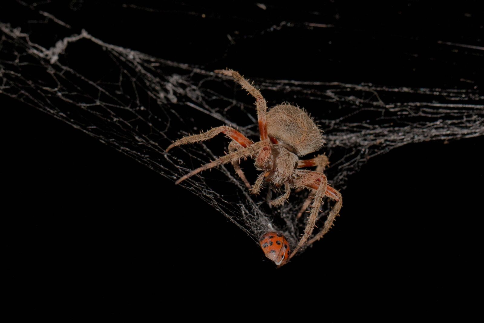 Canon EOS 70D sample photo. Spider, web, nature photography