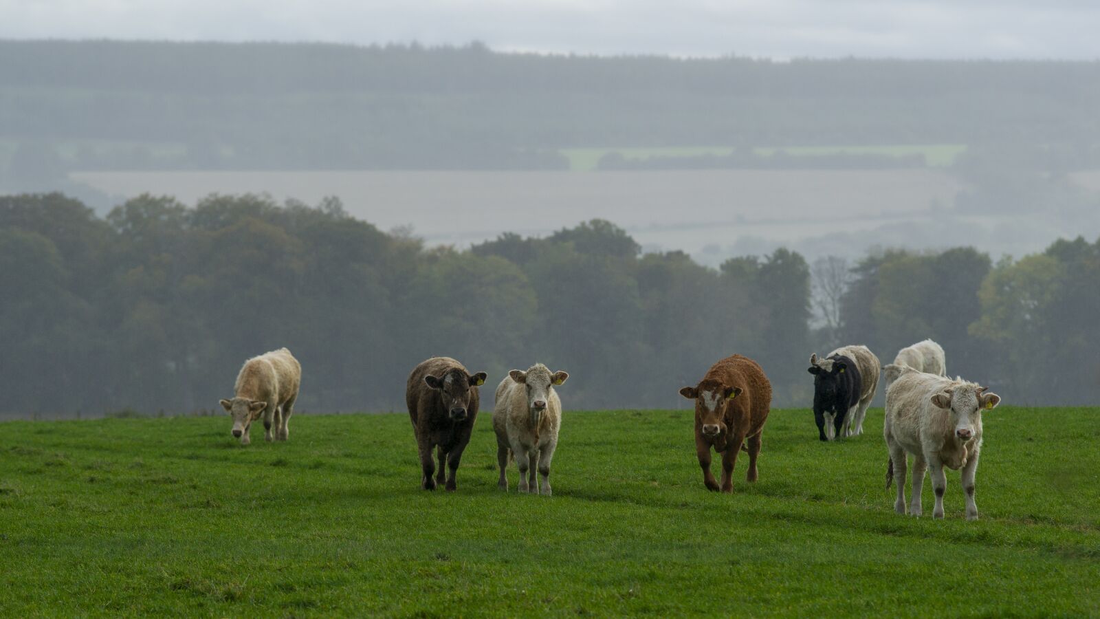 Sony Alpha DSLR-A850 sample photo. Scotland, cows, meadow photography