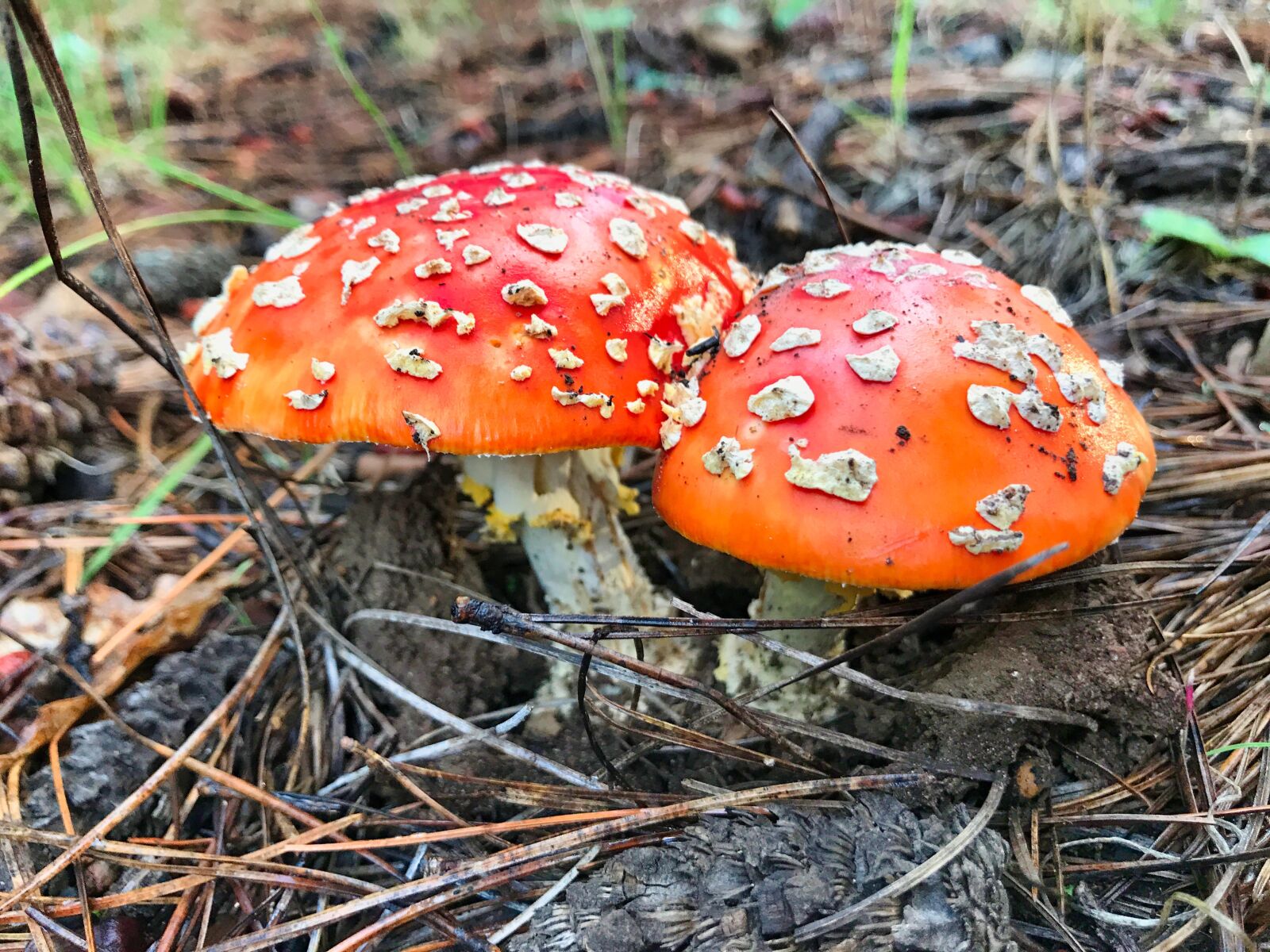 Apple iPhone 7 sample photo. Mushrooms, forest, moss photography