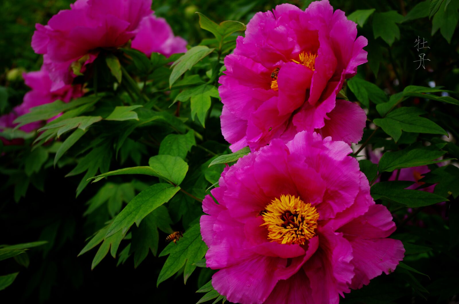 Pentax K-5 sample photo. Peony, country color photography