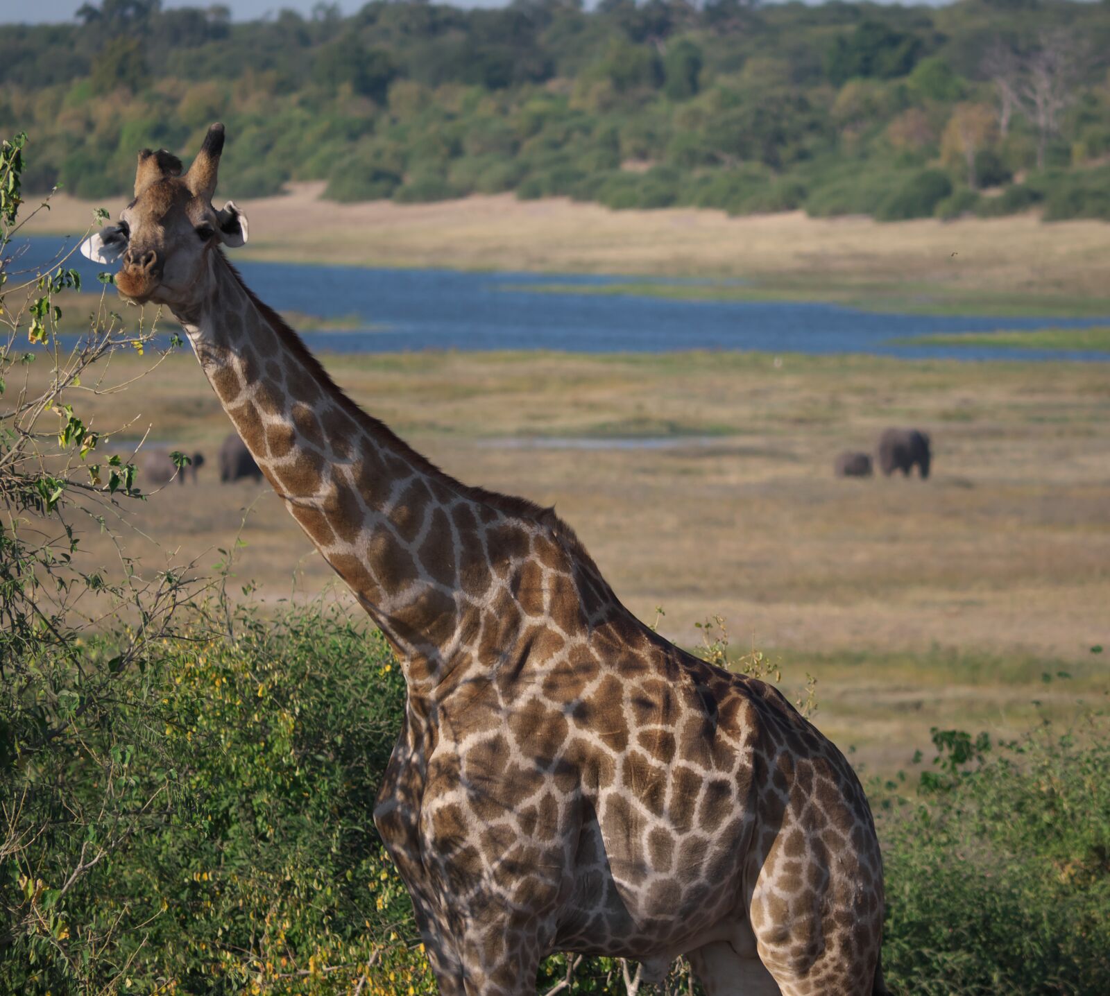 Panasonic Lumix DC-G9 sample photo. Giraffe, africa, safari photography