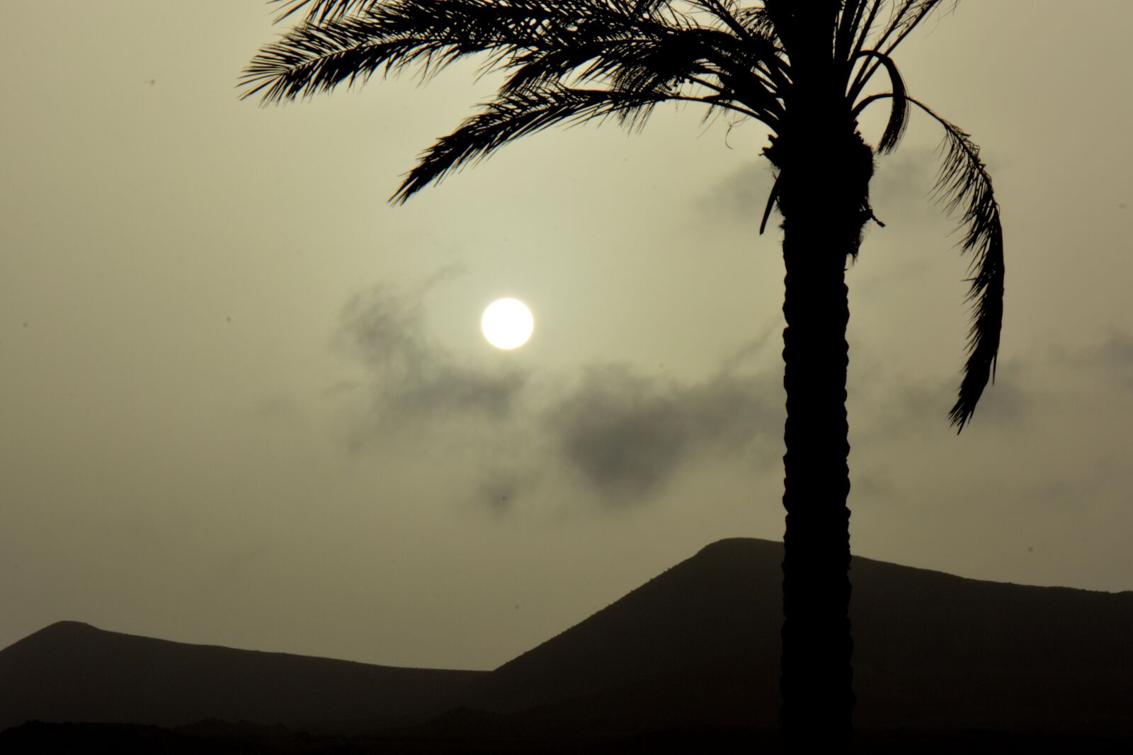 Nikon D5200 sample photo. Palm tree, sun, sunset photography