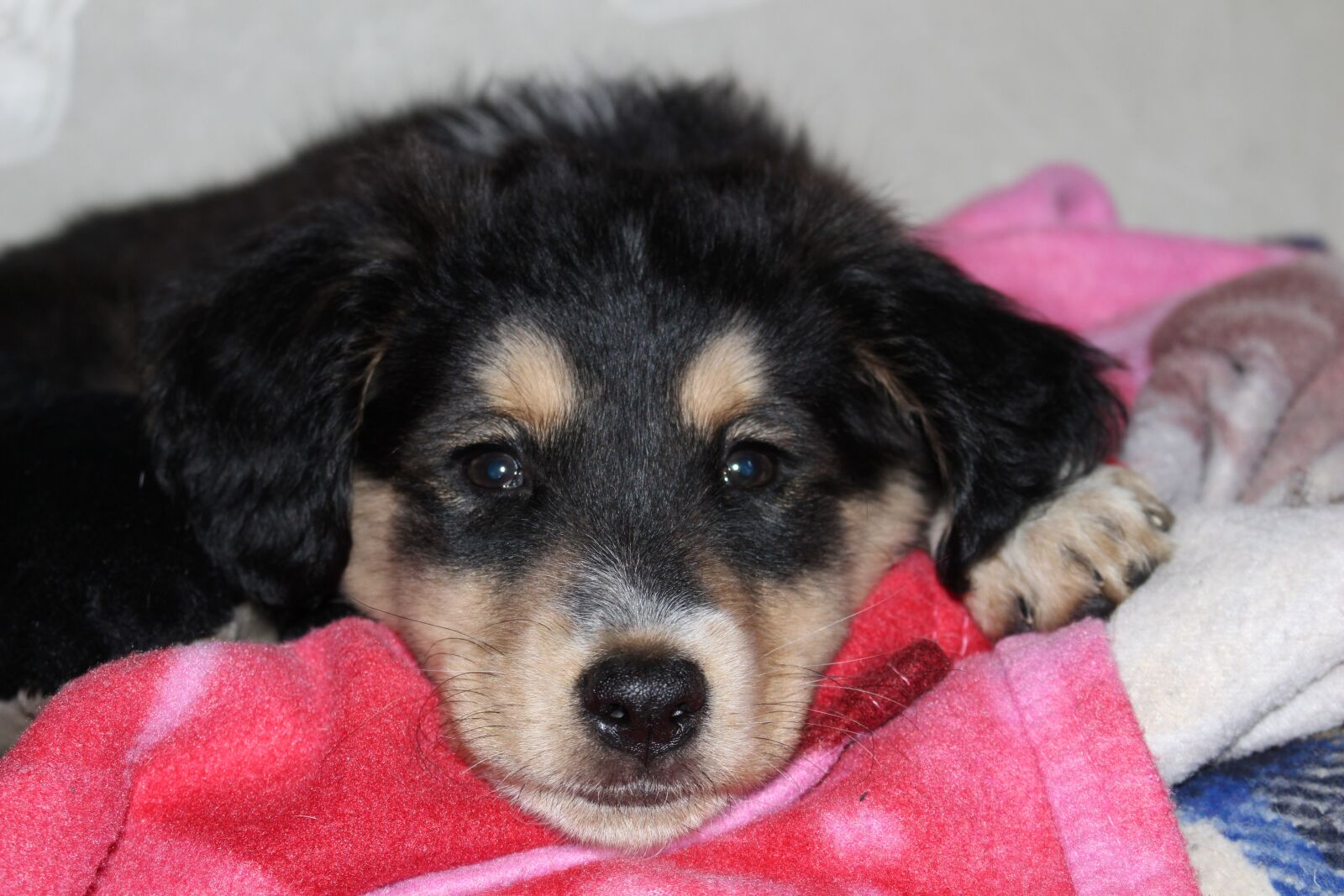 Canon EOS 700D (EOS Rebel T5i / EOS Kiss X7i) sample photo. Puppy, dog, petit photography